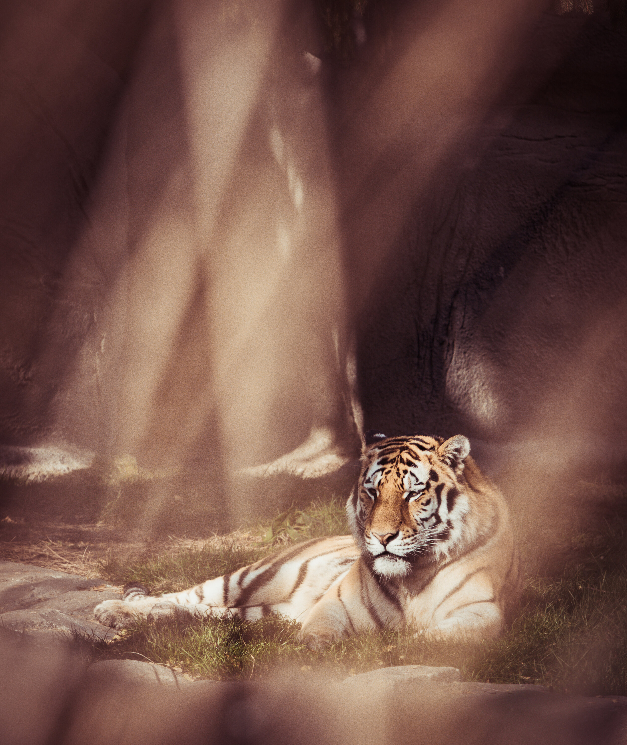 Tiger_Crop1_IntoTheWIld.jpg