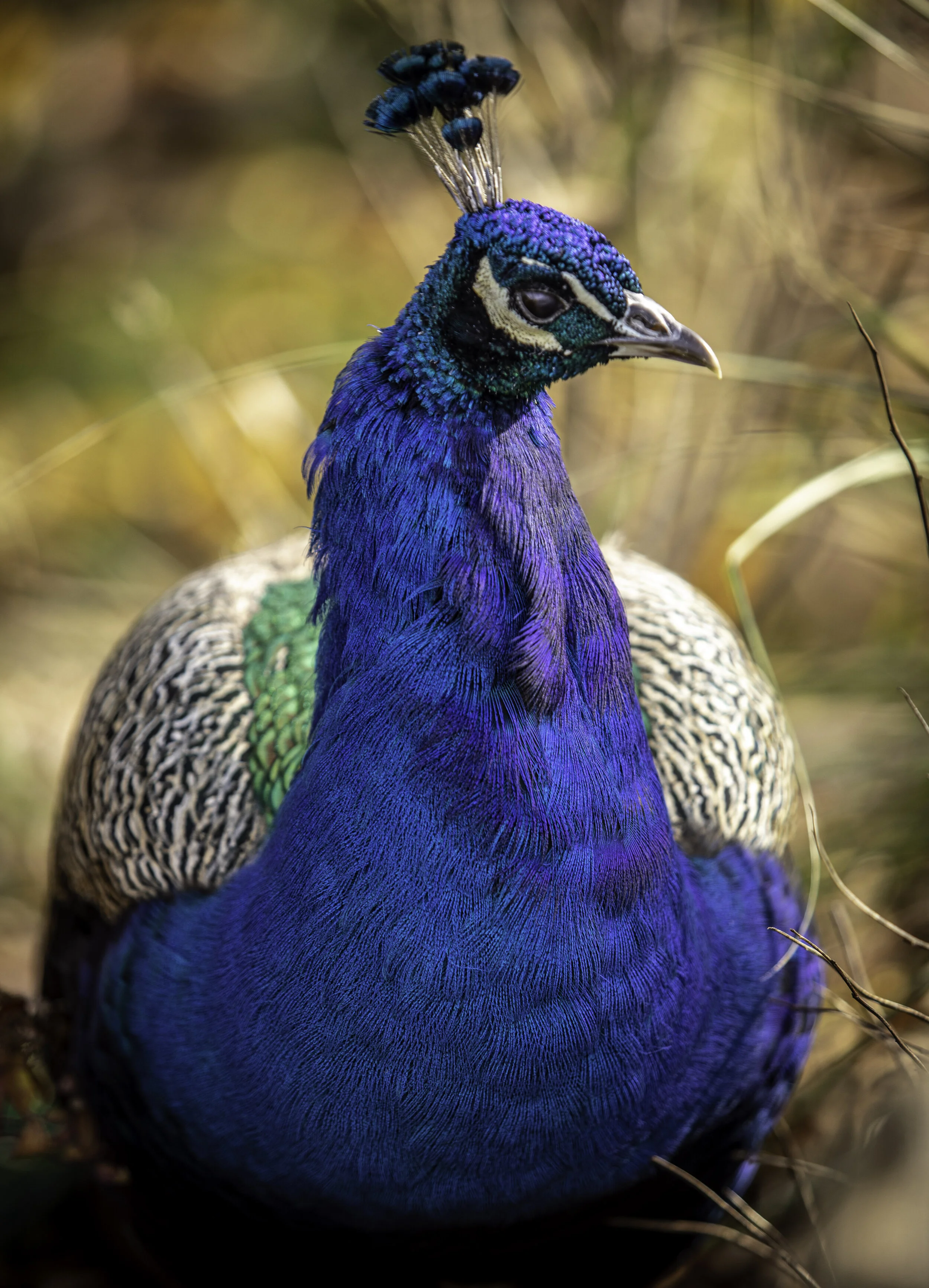 Peacock_Cousin.jpg