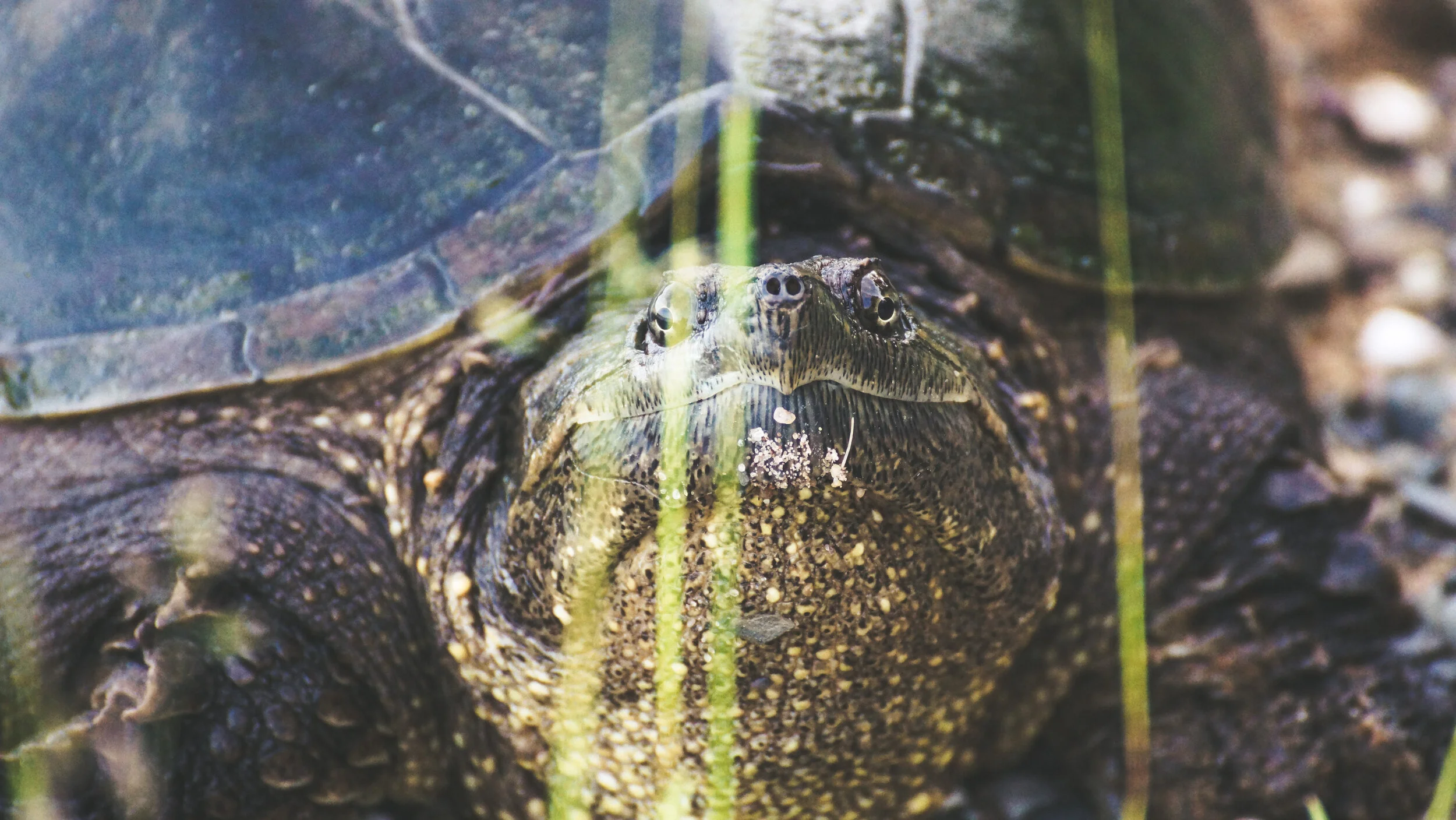 PostCard_Turtle.jpg