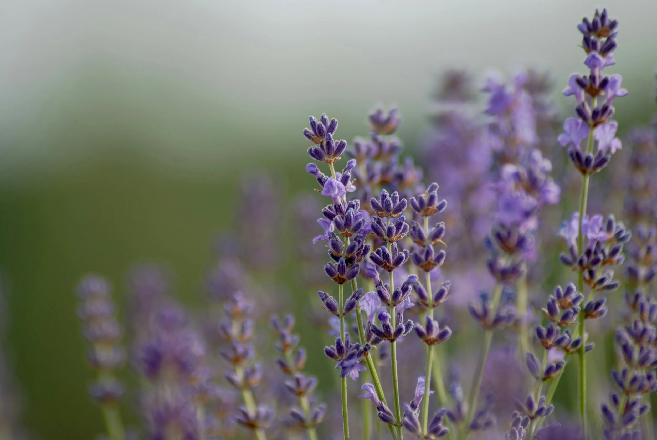 close up image of lavender blossoms