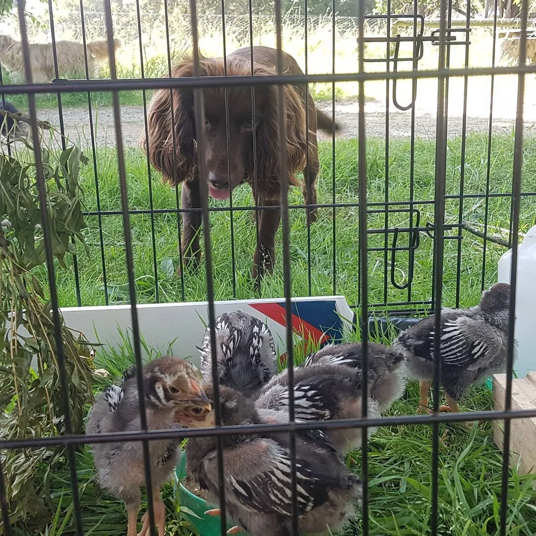 Disco says she will keep an eye on the chicks 😉