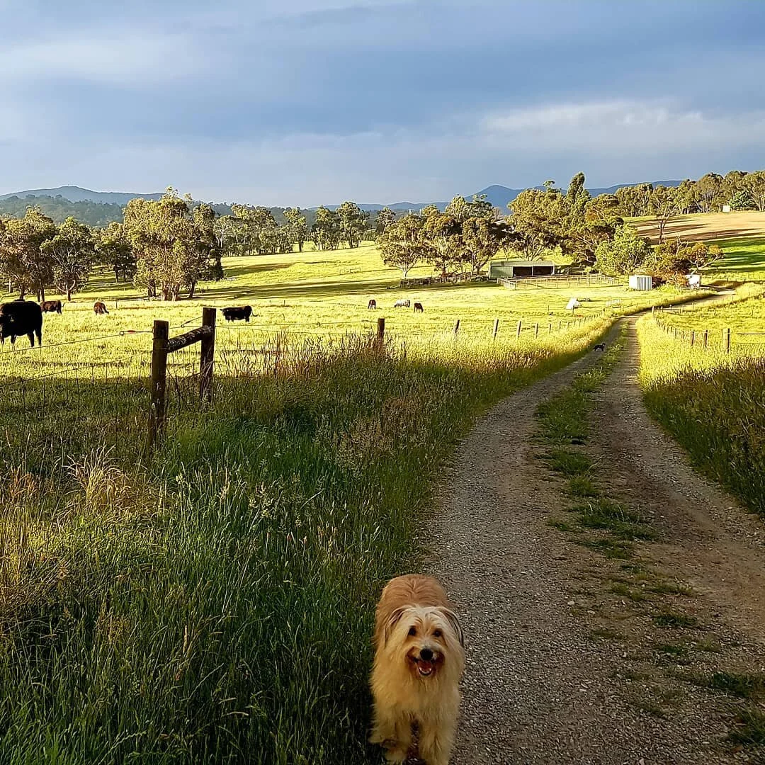 I got asked what I did on my day a off? Treat 4 dogs and 1 horse 😂
Now time to go for a walk 🤗