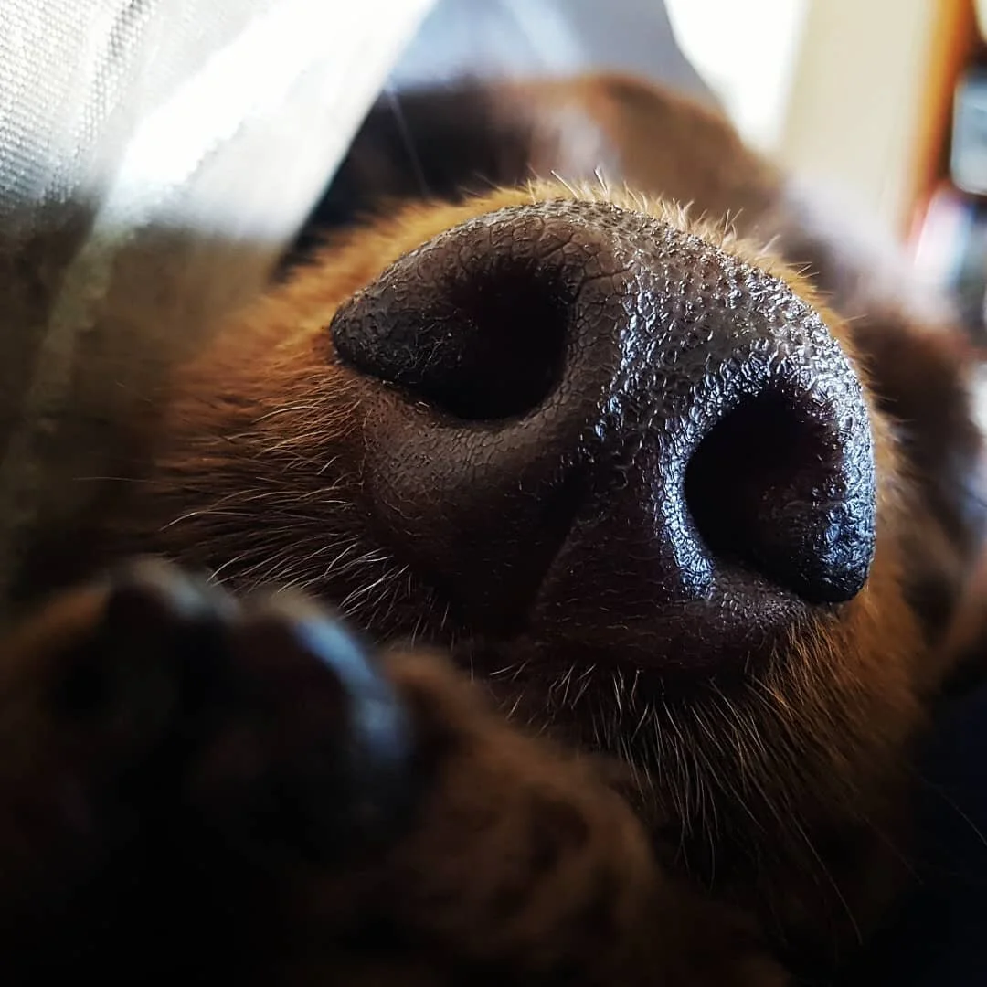 Trying to find the right words to describe the type of treatment I offer to nosey friend? 

Just refer them to our website 
https://www.balancedanimals.com.au/

After 20 years in the business of treating animals, I am the accumulation of many years s