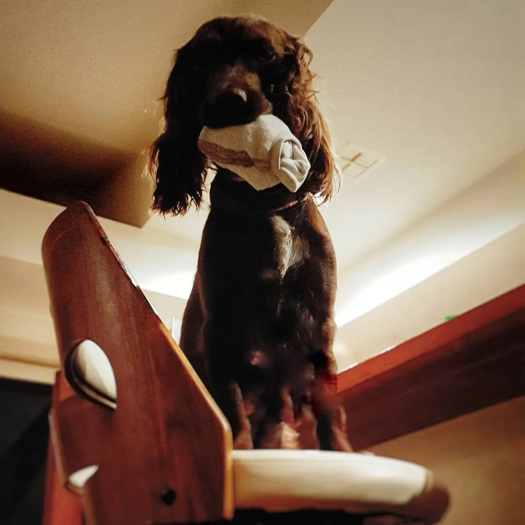 What???
I am not the only one who puts my dog on a pedestal 😍🤣