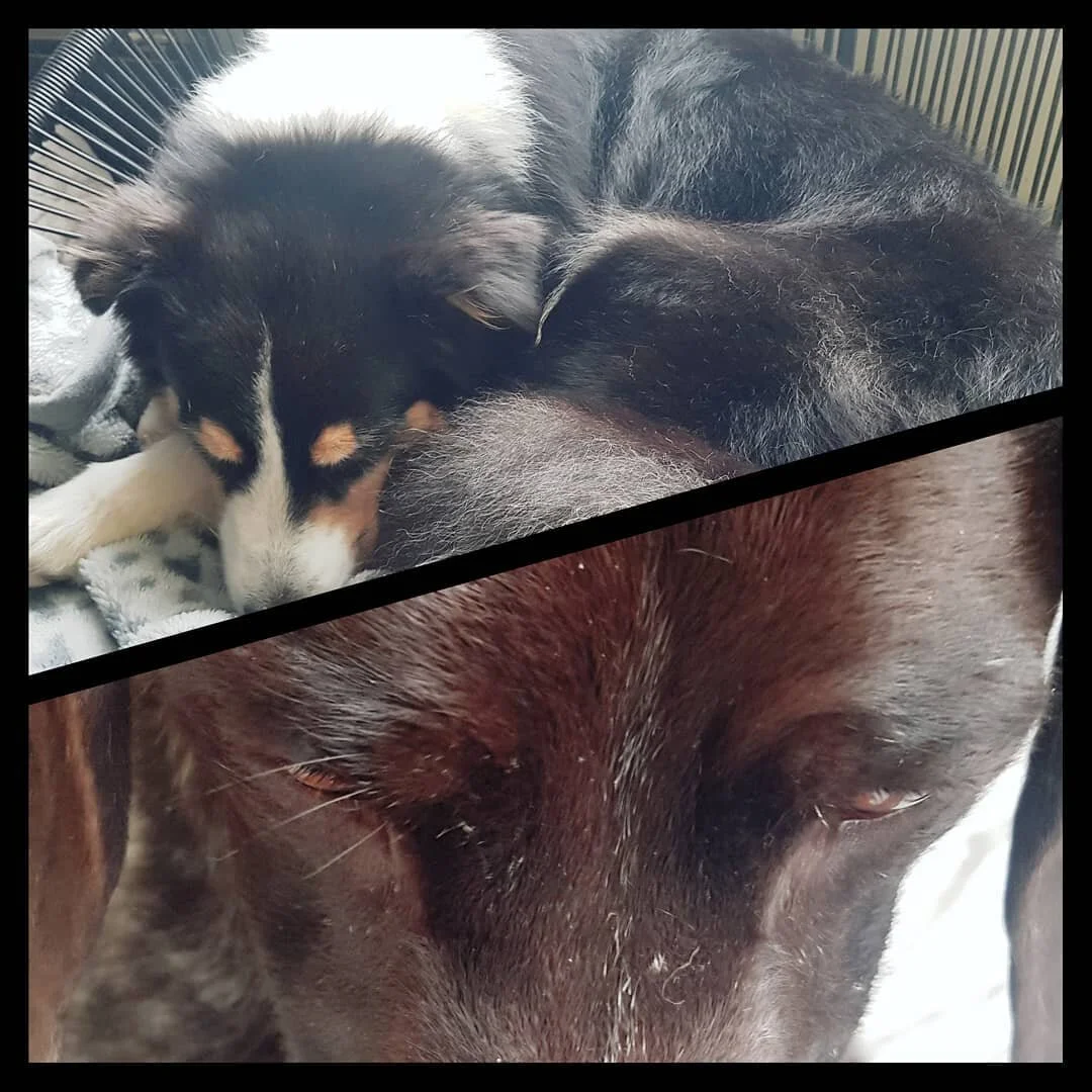 Busy day in Sale at Balanced Paws treating a variety of dogs - a few tollers, a couple of collies, a couple of Aussies, a boxer and a German pointer 💖 Really loving the trust both owners and dogs give me. 

#balancedanimals #caninephysicaltherapies 