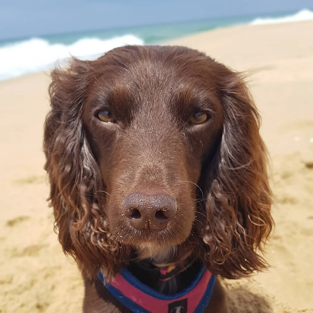 A morning of spent re-charging whilst away working in Bairnsdale. 

#balancedanimals
 #animalphysicaltherapies
#workingcockerspanielsofinstagram #workingawayfromhome