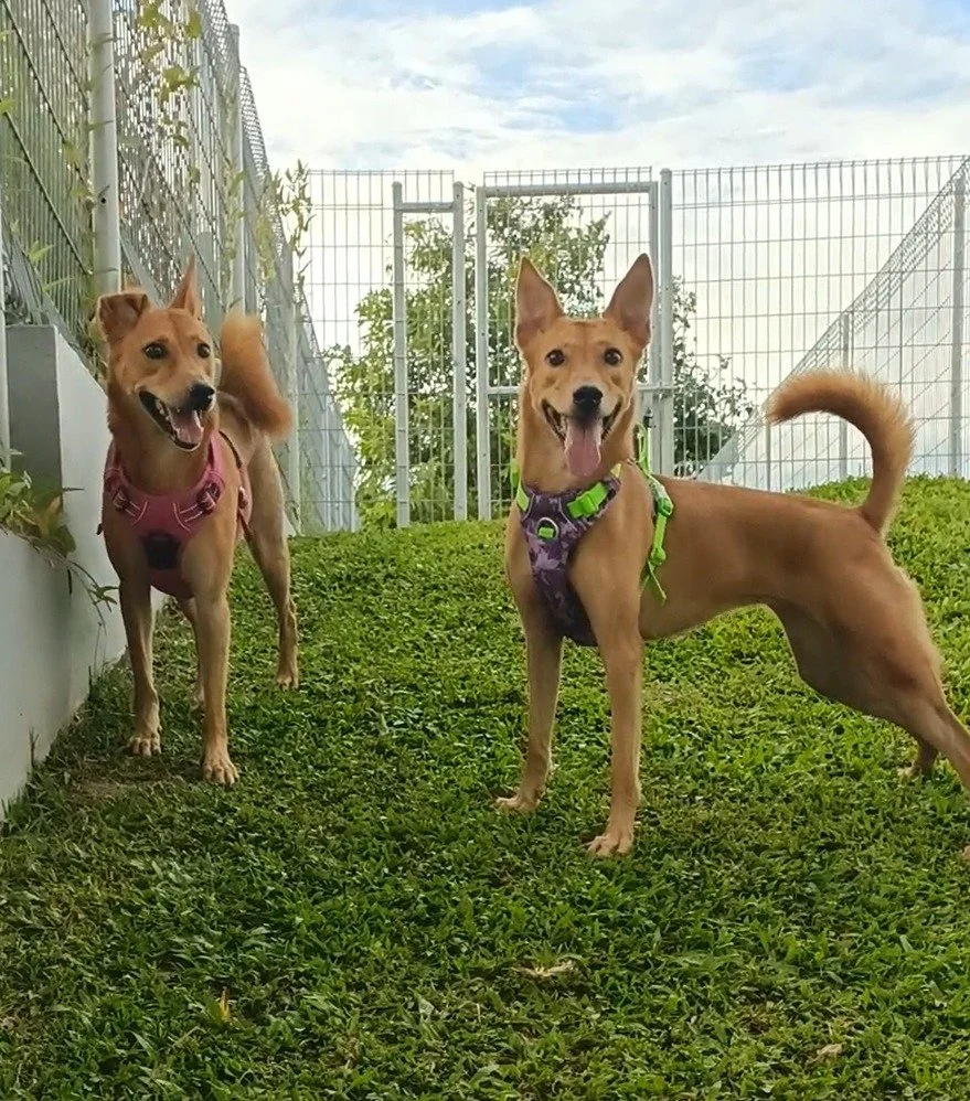 1000144259_c205f2953f7f2b0388c4483827d38dfa-2_16_2026, 8_01_10 PM.jpg