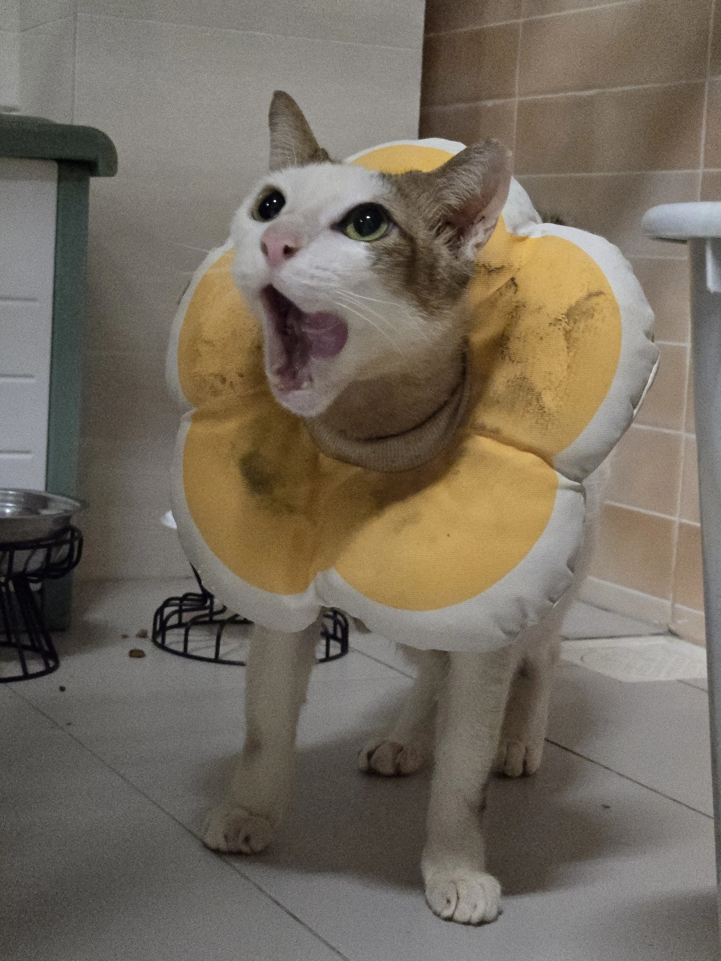 After a hearty meal, I spilled food all over my cone!