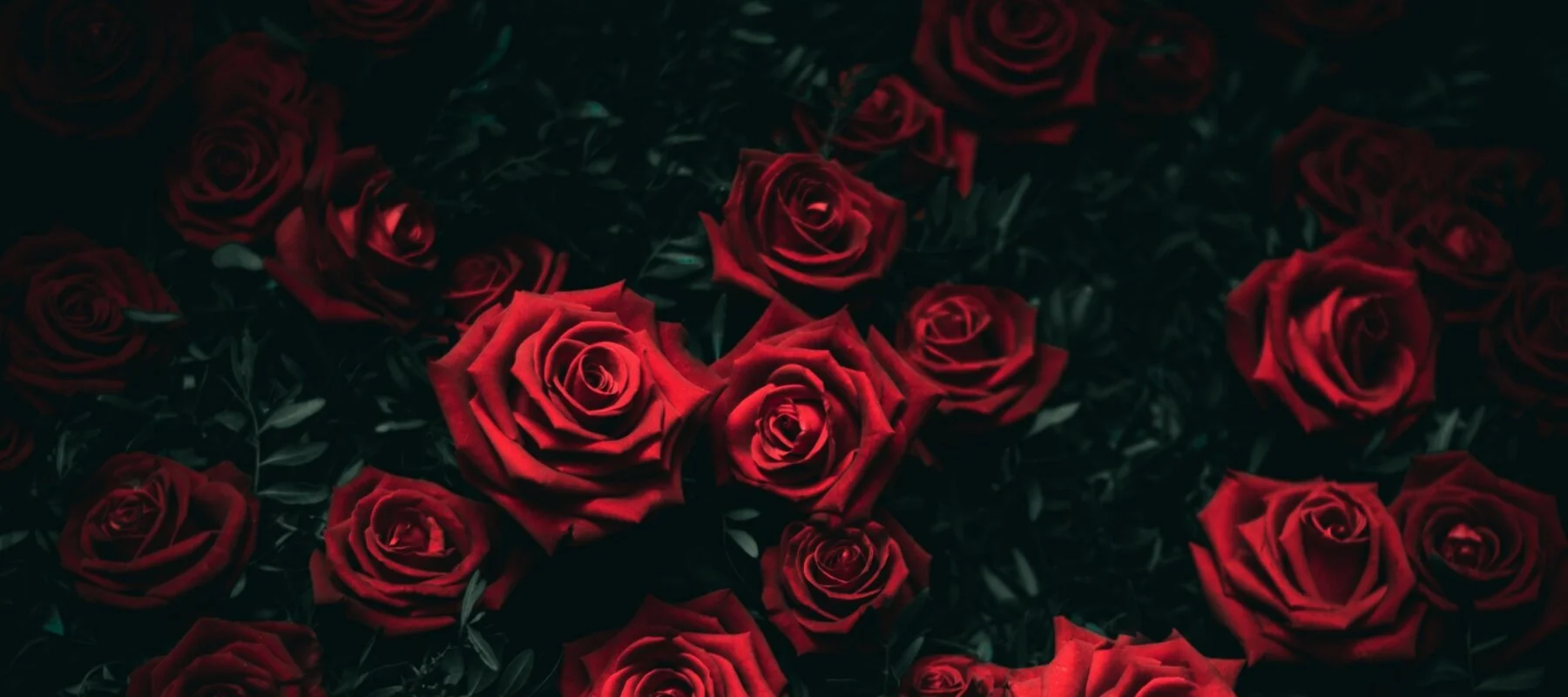 Roses for You Ashfield Florist (02) 9716 0277