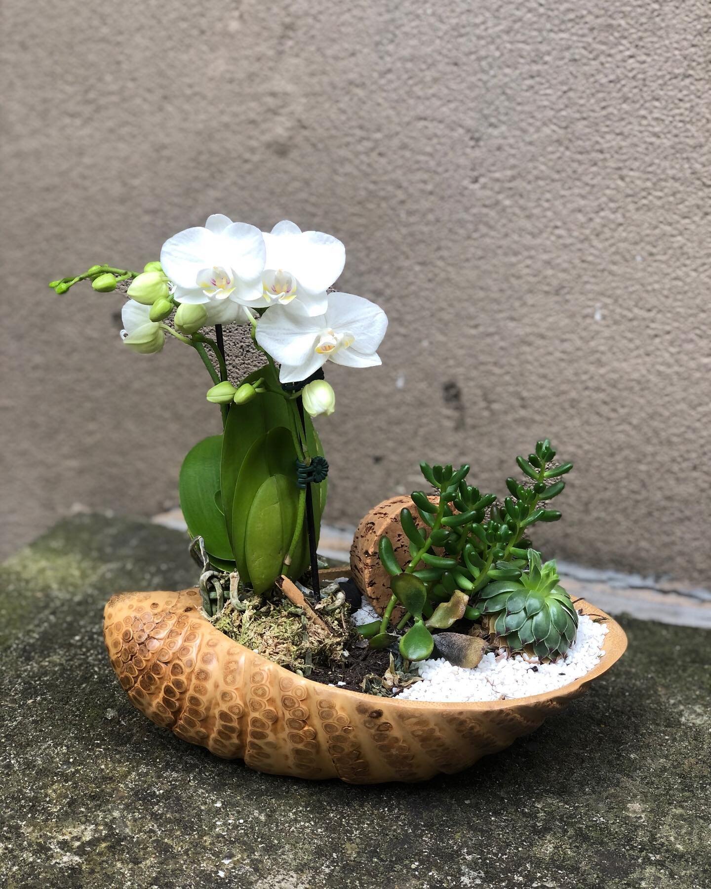 🐚 🐚 🐚 
-
-
-
-
-
-
-
#terrarium #orchids #flowersoftheday #sydneyflorist #plants #plantoftheday #plantsofinstagram #plantsmakepeoplehappy #plantsofinstagram #phalaenopsis