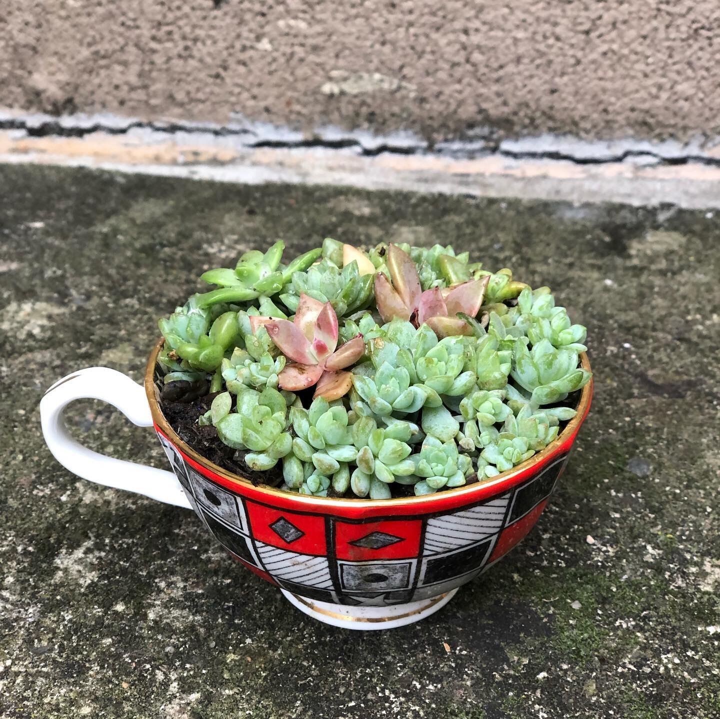 Our mini tea cup succulents have been such a big hit! #-
-
-
-
-
-
-
#plants #plantcraftandshare #plantsofinstagram #plantsmakepeoplehappy #terrarium #terrariumdesign #succulents #succulentsofinstagram #sydneyflorist #sydneyflowermarkets