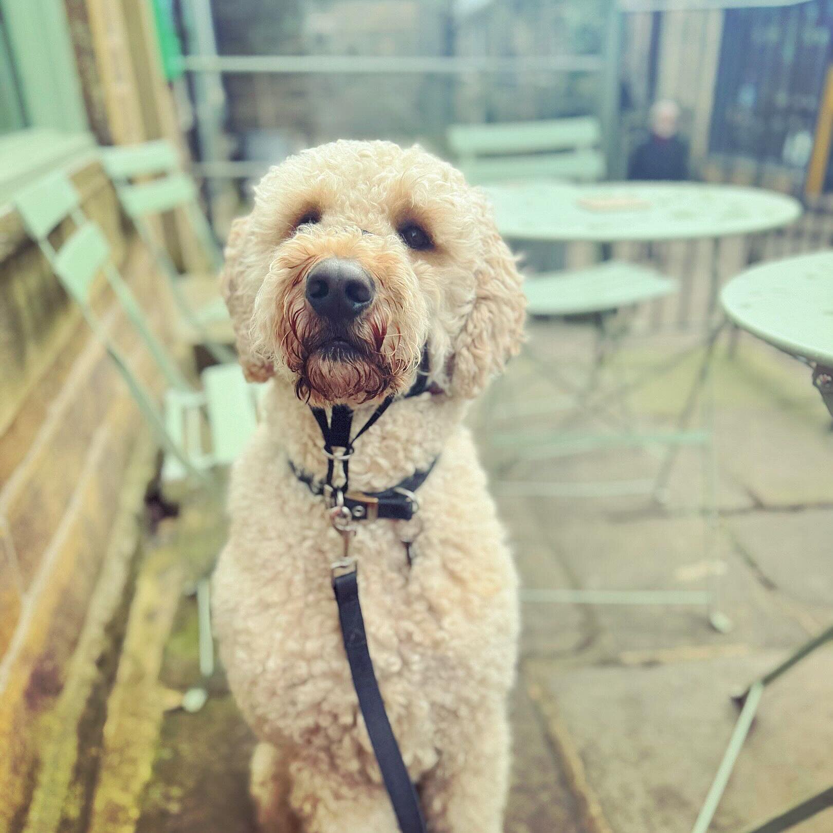 We couldn&rsquo;t not re-post this handsome pooch! 📸🐶 We love our 4 legged customers! 🐾  If you&rsquo;d like to bring your dog along to your booking, please let us know when you call up so we can seat you in our dog-friendly areas within the cafe!