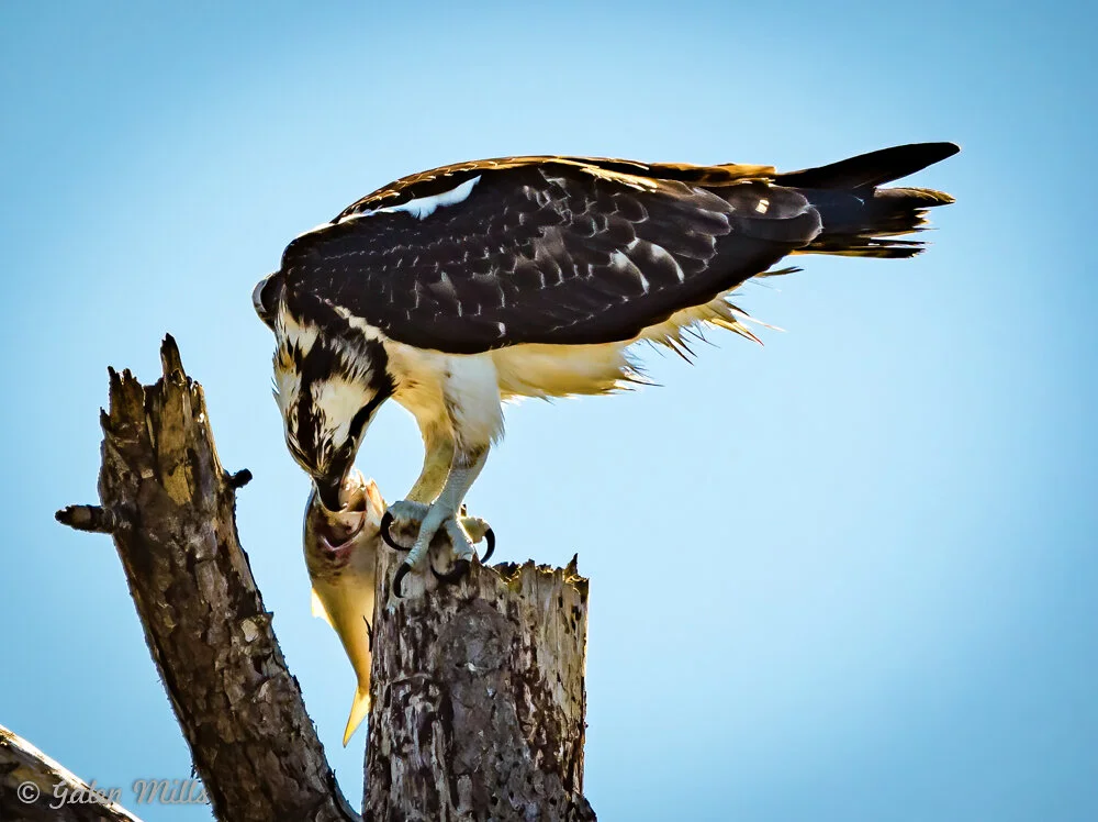 Osprey eating a fish perched on a tree stump against a clear blue sky.