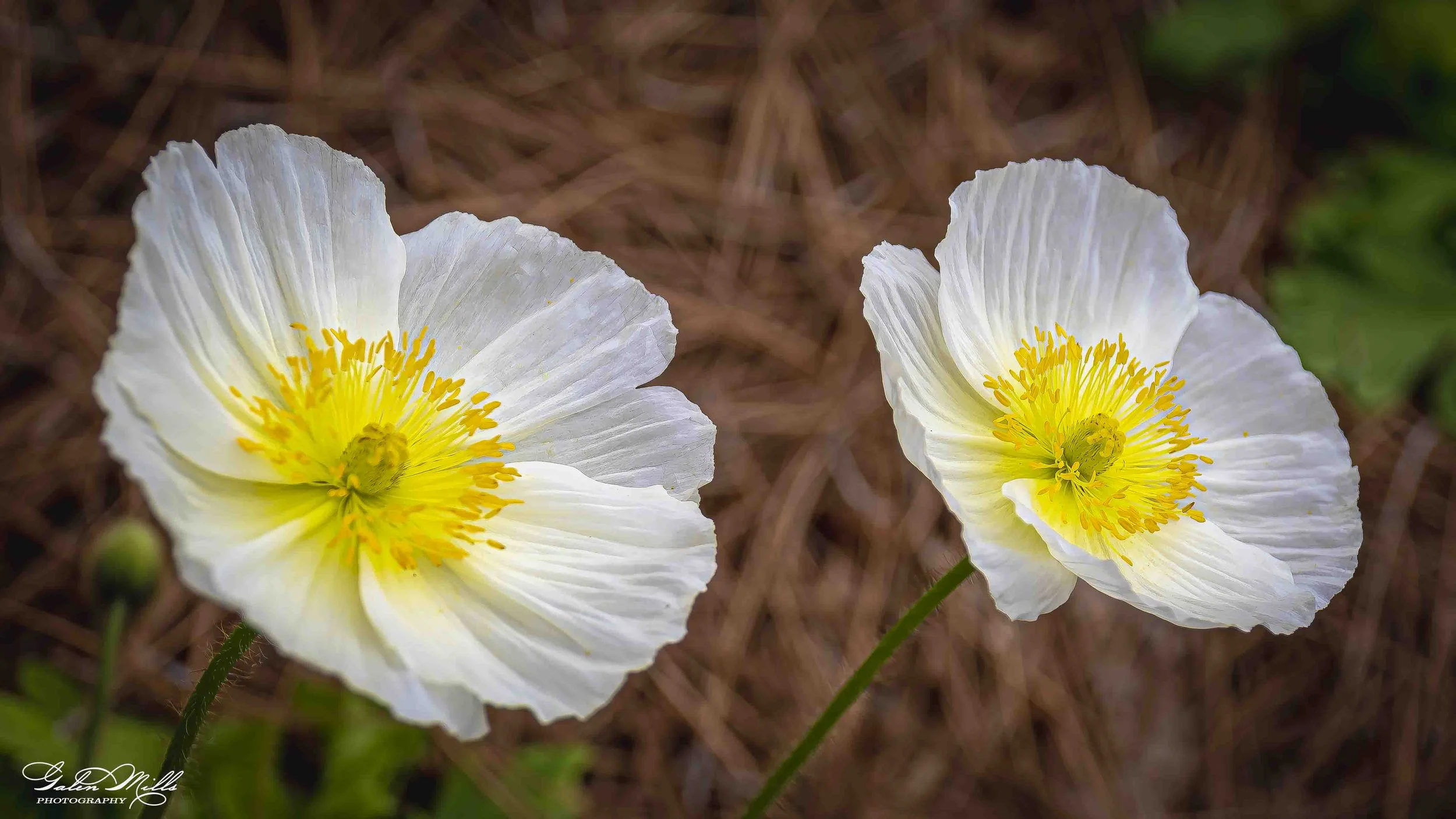 Two white poppy flowers with yellow centers and stamens, blooming on the ground with brown pine needles and some greenery in the background.