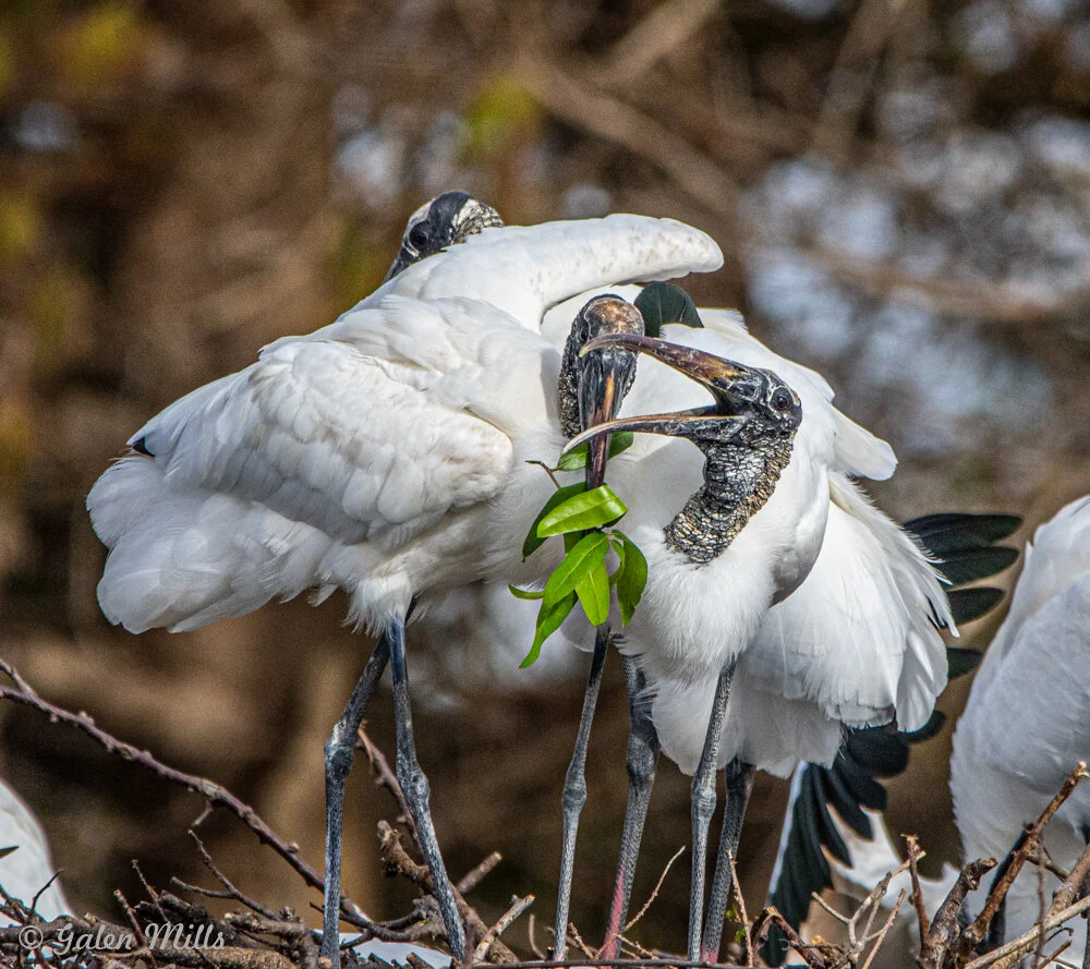 Wood storks standing on branches, one holding green leaves in its beak.