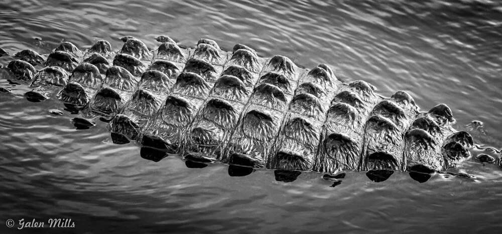 Close-up of a crocodile's back partially submerged in water, showcasing its textured scales.