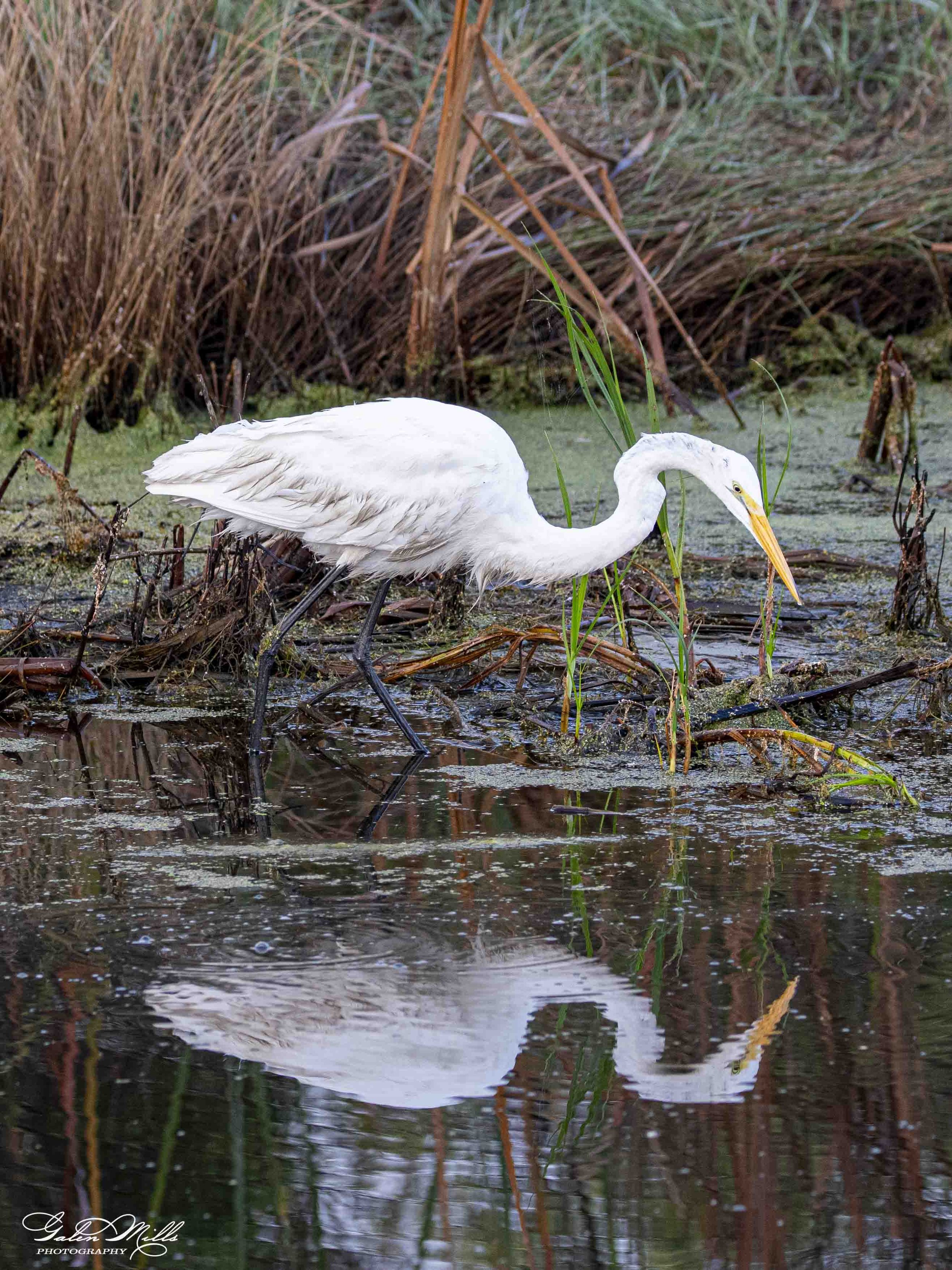 Water birds  Vert-9.jpg