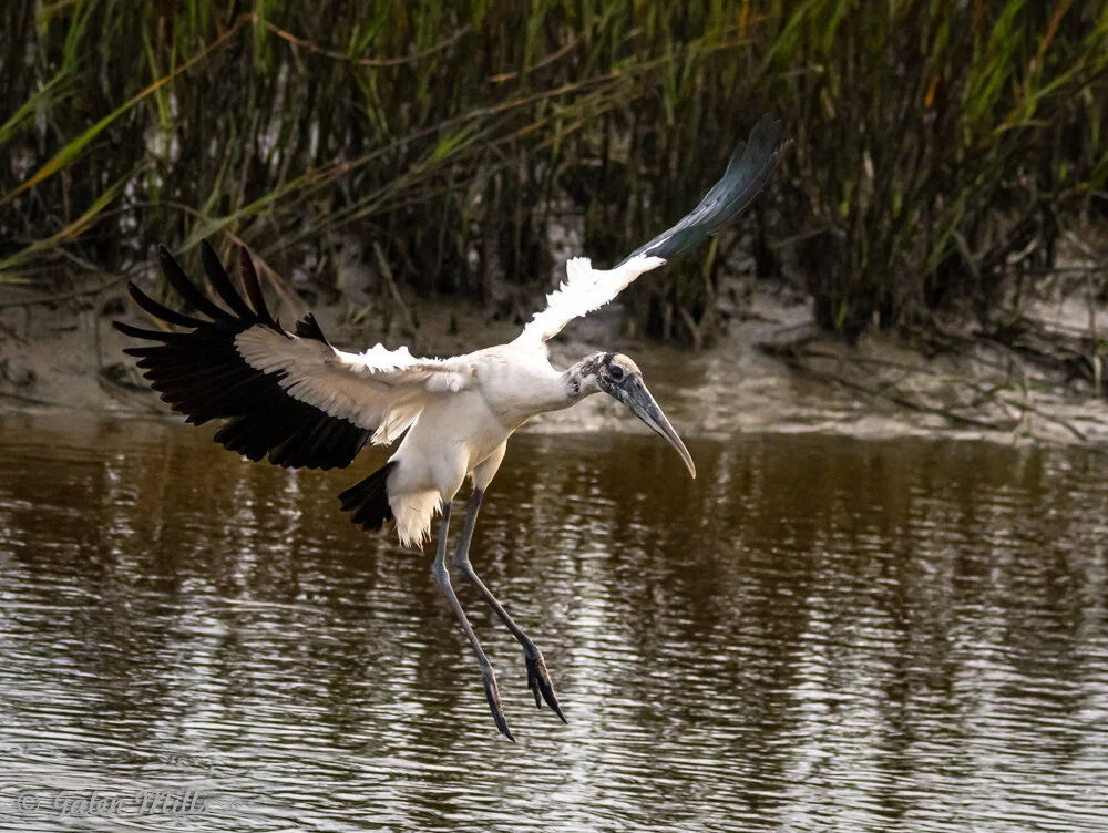Wood stork flying over water with wings spread