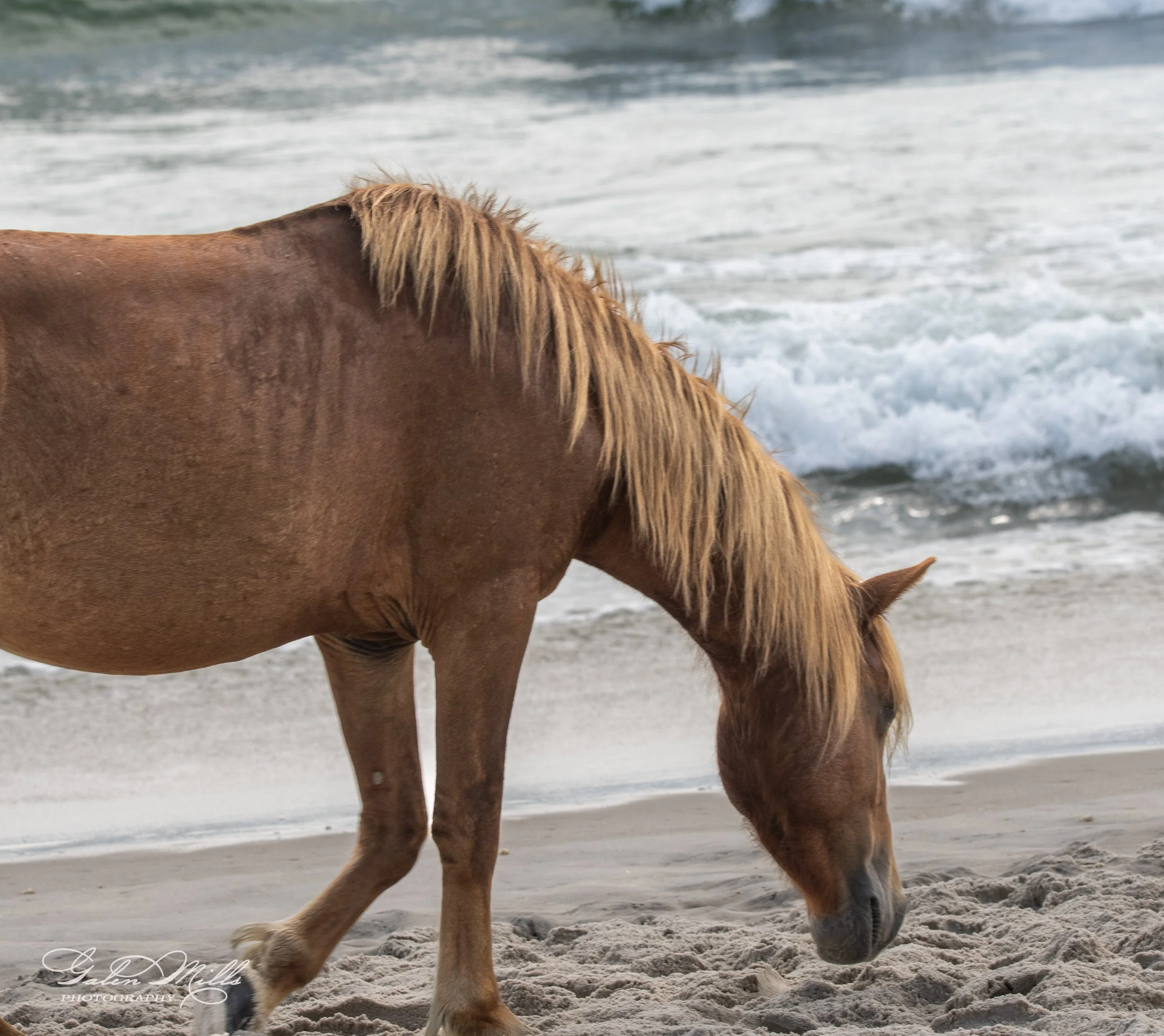 Wild horse walking on a sandy beach with ocean waves in the background.