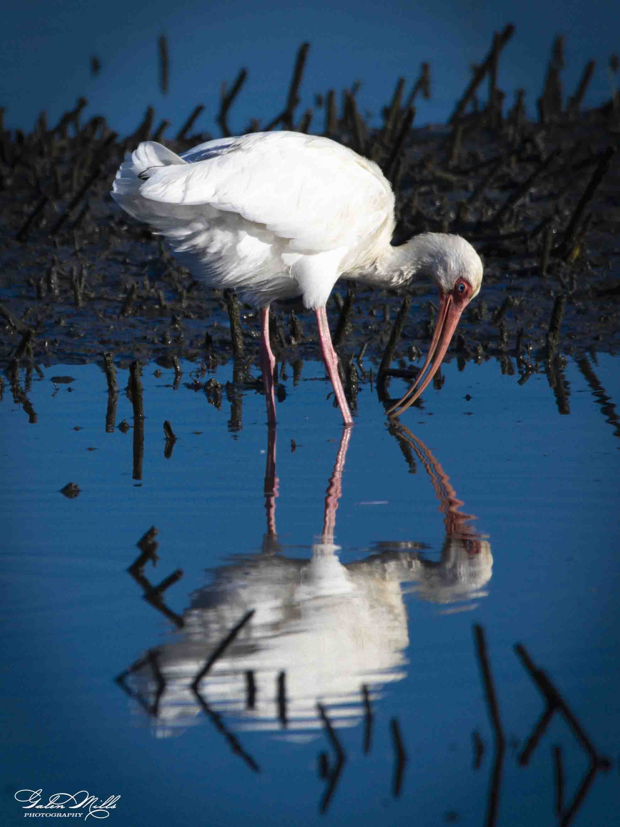 Water birds  Vert-4.jpg