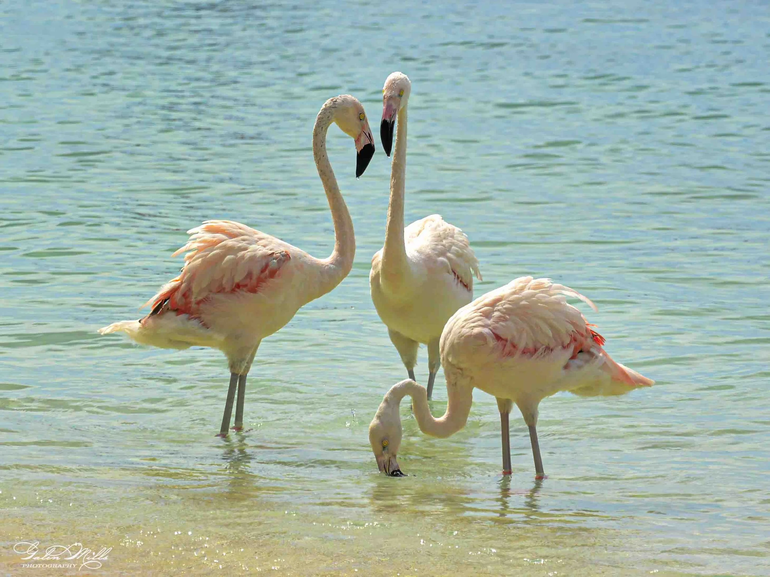 Two flamingos standing in shallow water, facing each other with their beaks touching.
