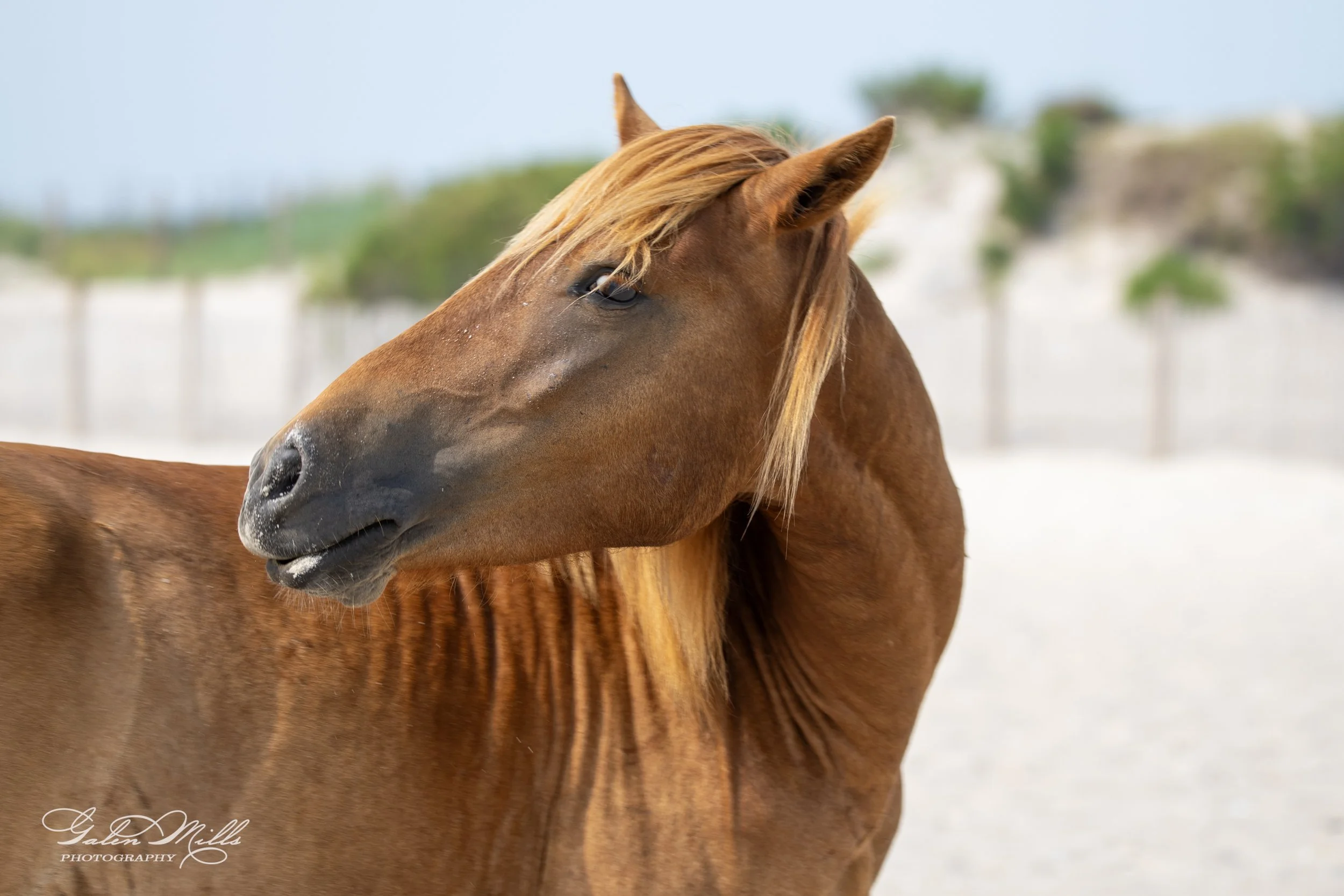 Close-up of a brown horse with a long mane, standing on a sandy beach.
