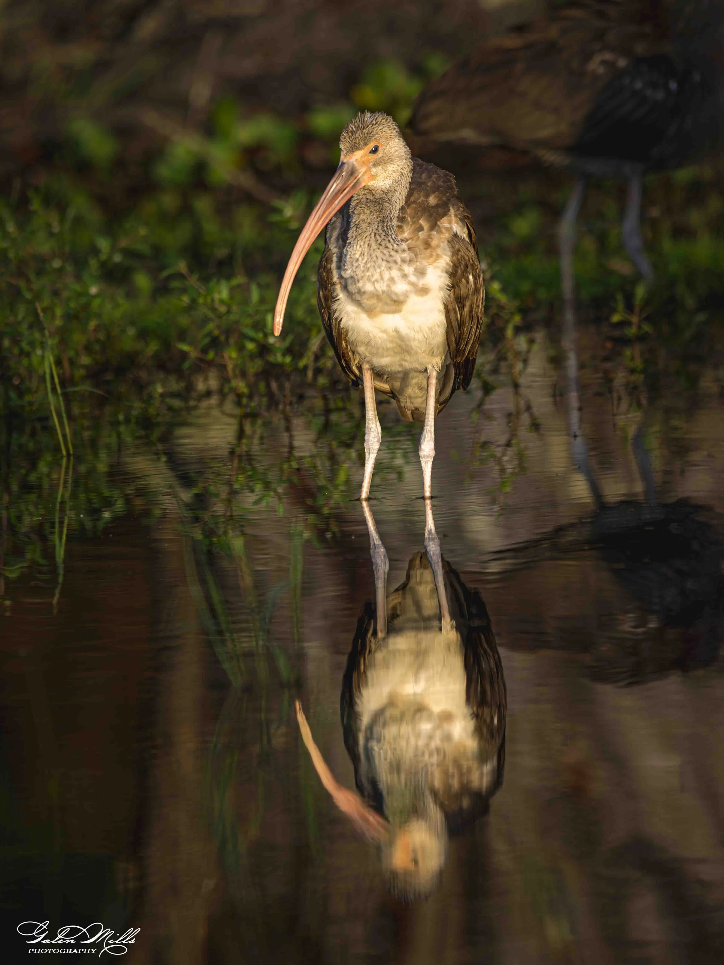 A brown and white wading ibis standing in shallow water with green plants in the background, and its reflection visible in the water.