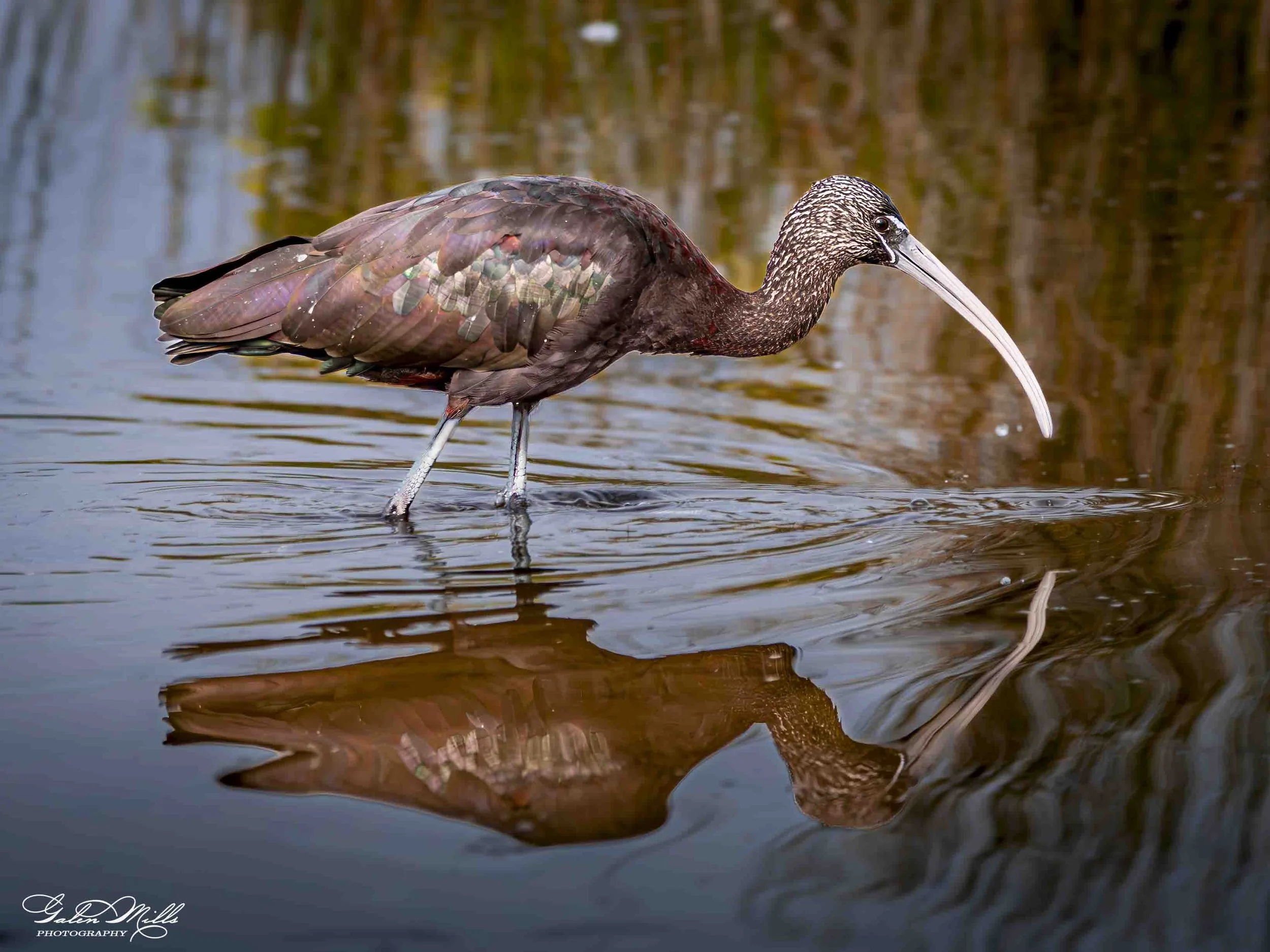Water birds  Horz-40.jpg