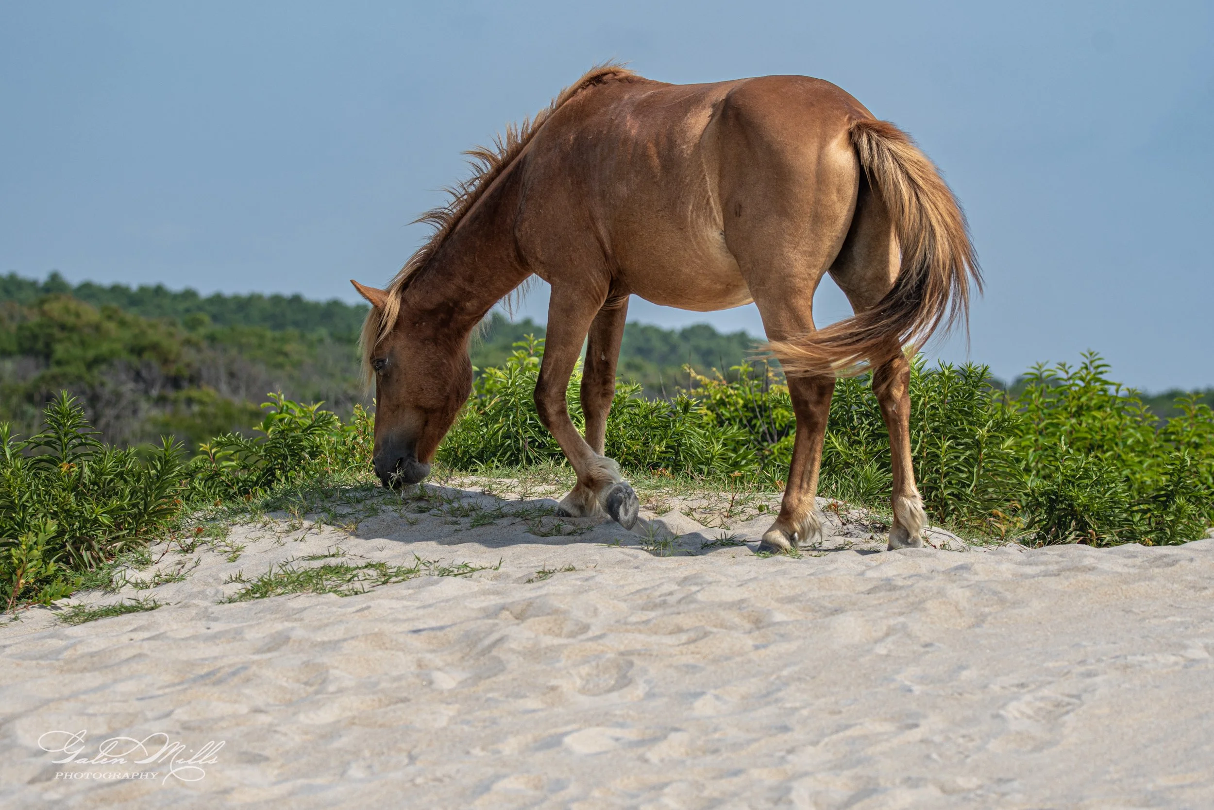 Brown horse grazing on a sandy terrain with green bushes in the background.