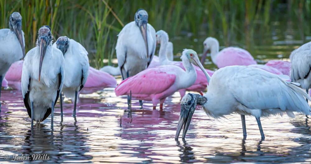 A group of white and pink long-legged wading birds standing in shallow water surrounded by tall grass. Several birds have long, curved beaks.