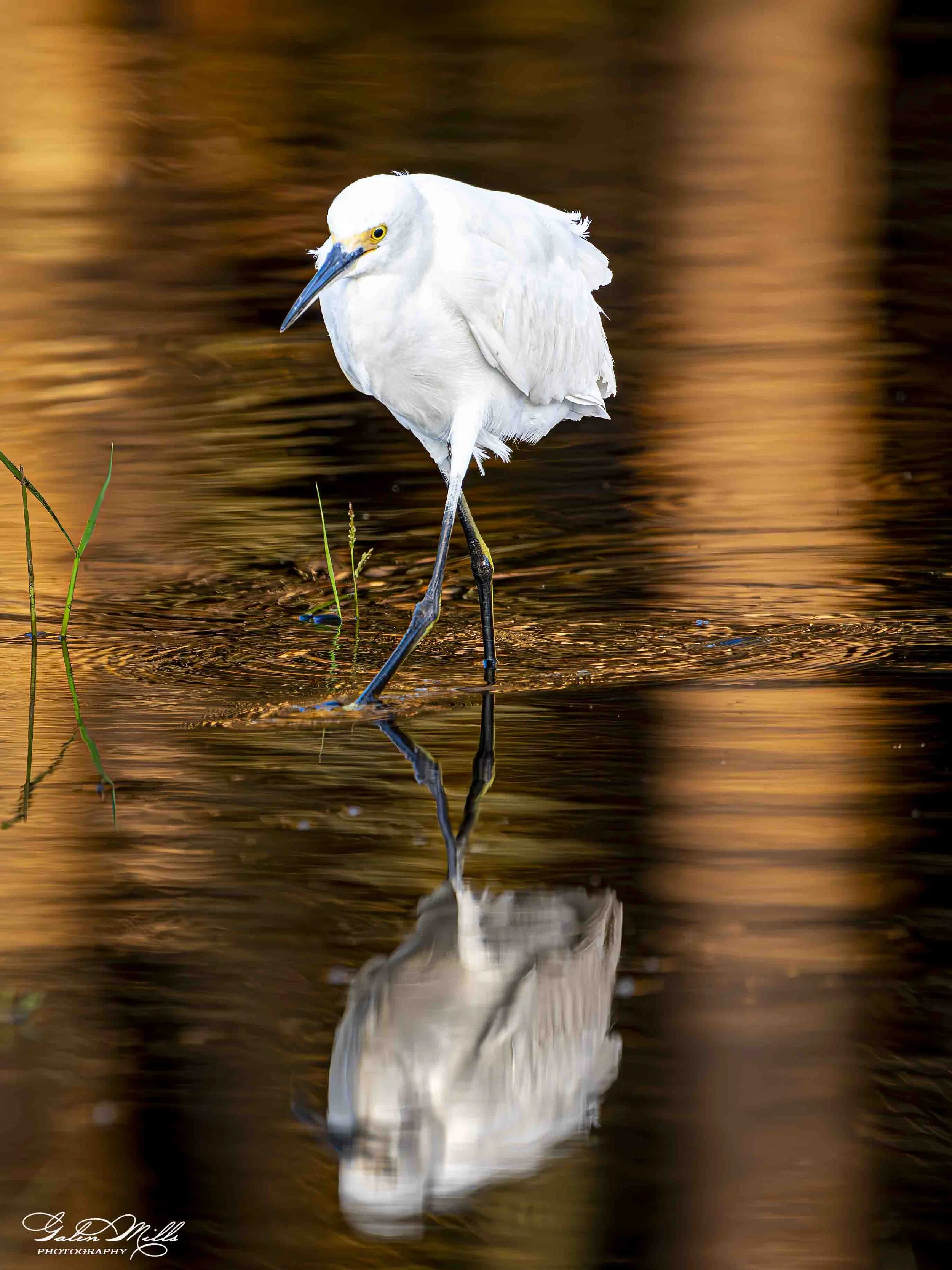 Water birds  Vert-14.jpg