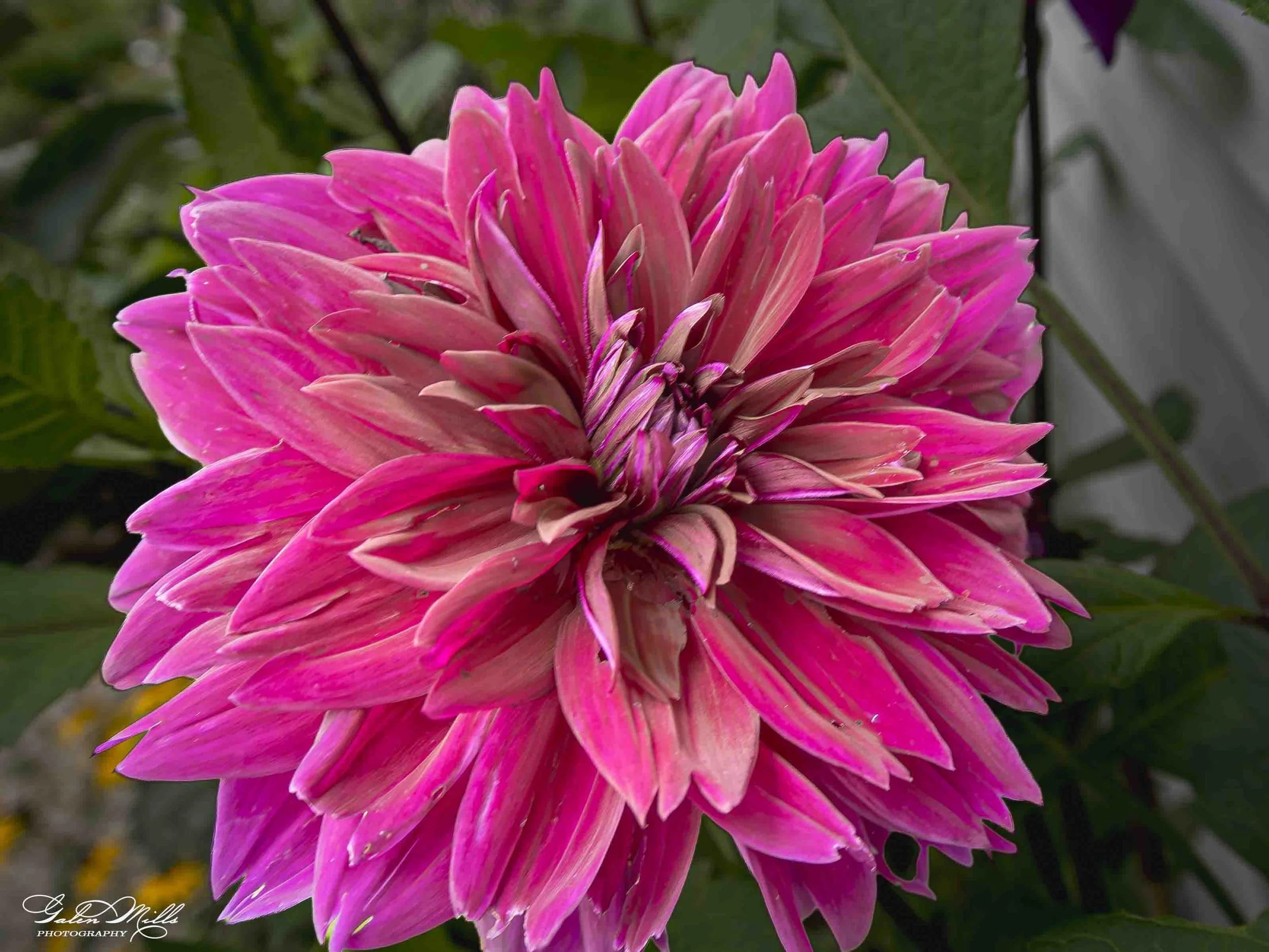 Close-up of a large pink dahlia flower with layered petals and green background.