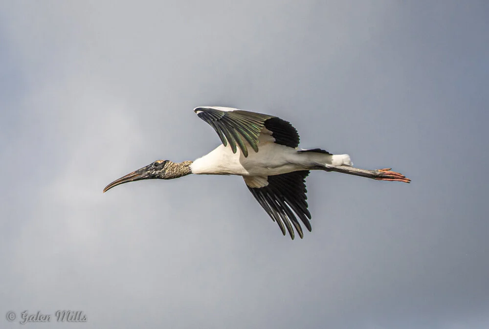 Wood stork flying in cloudy sky