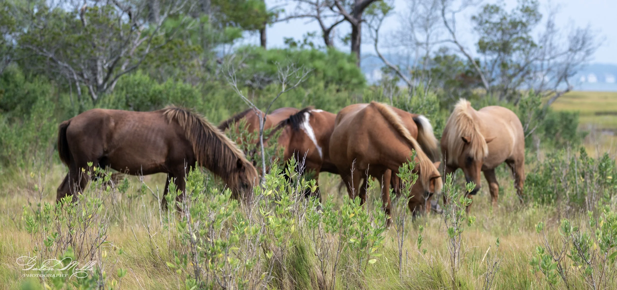 Wild horses grazing in a grassy field with trees in the background.