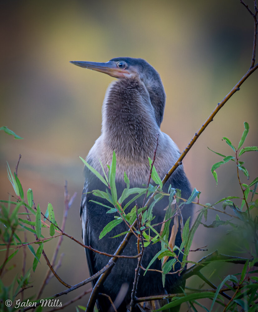 A heron standing among green branches with a blurred natural background.