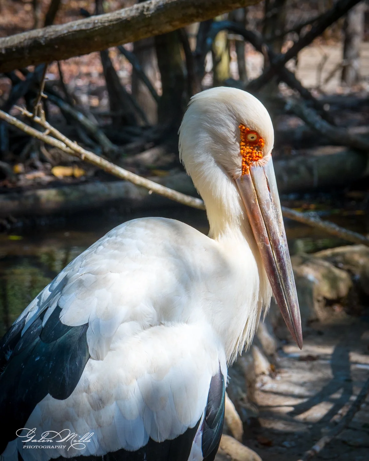 White stork with distinctive orange eye markings standing in a natural setting with branches in the background.