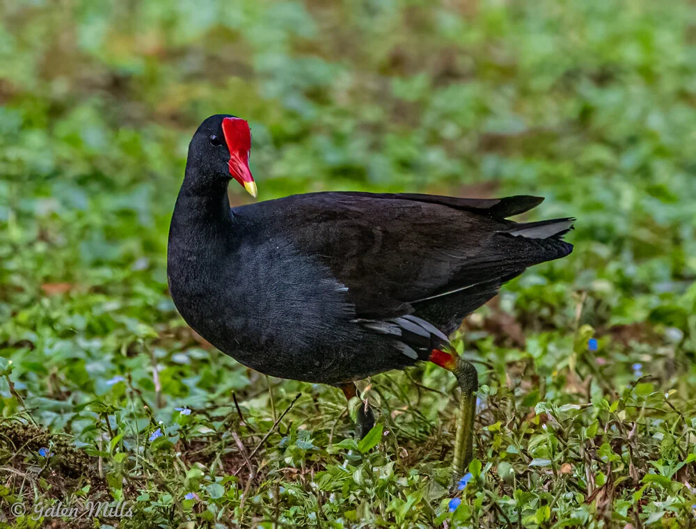 A Common Gallinule with a red frontal shield and yellow-tipped beak standing on grass.
