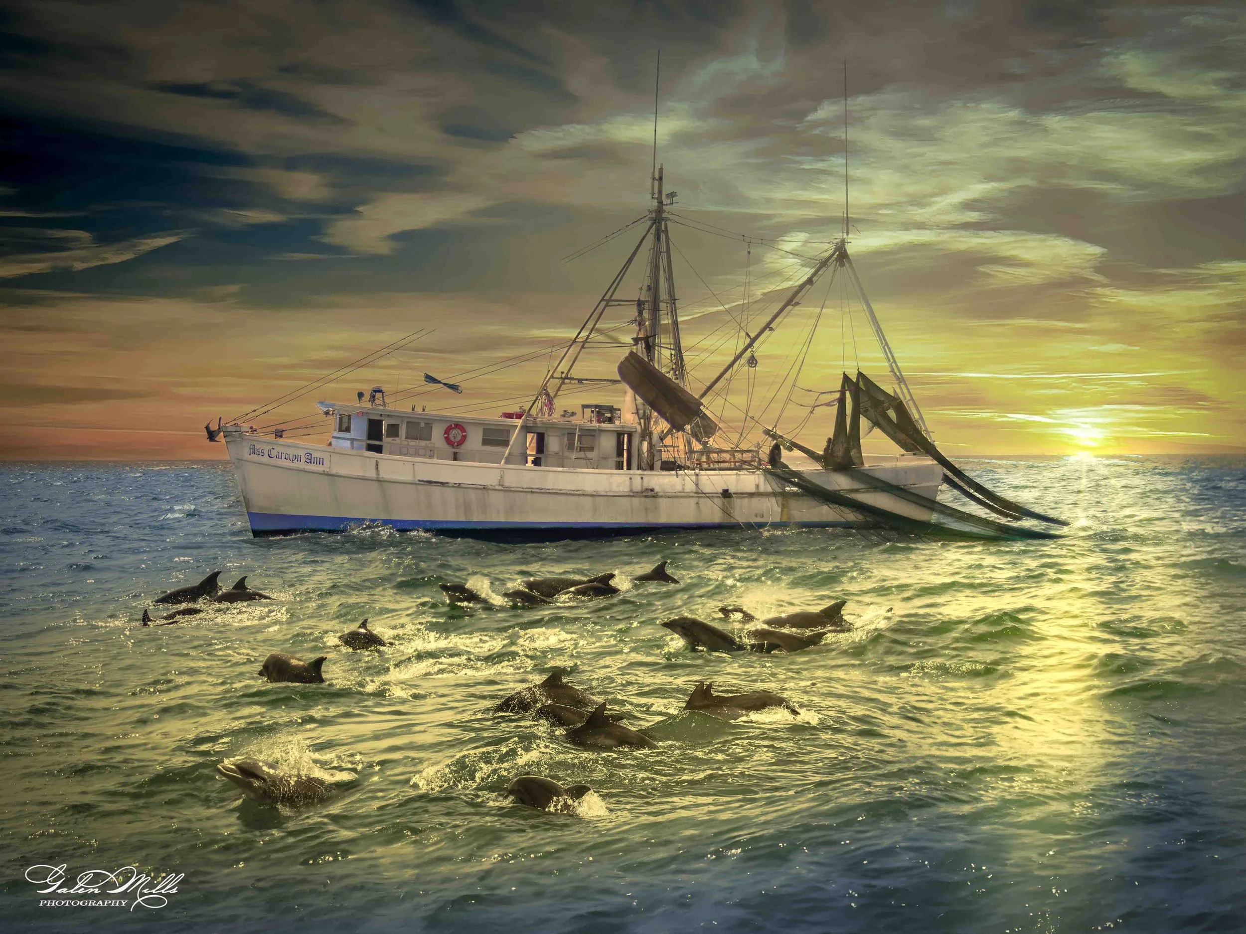 Racing for the Shrimp