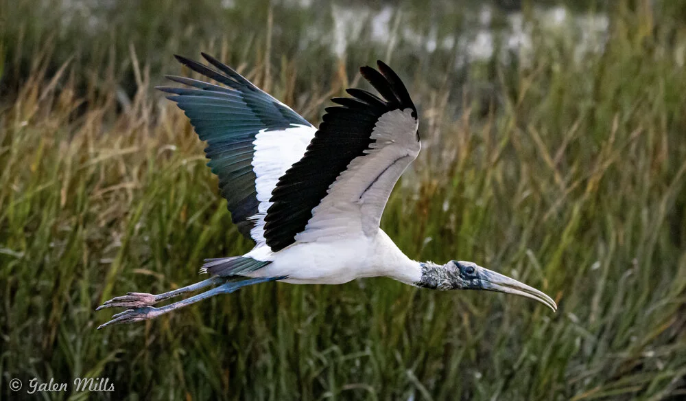 Wood stork flying over grassy marsh