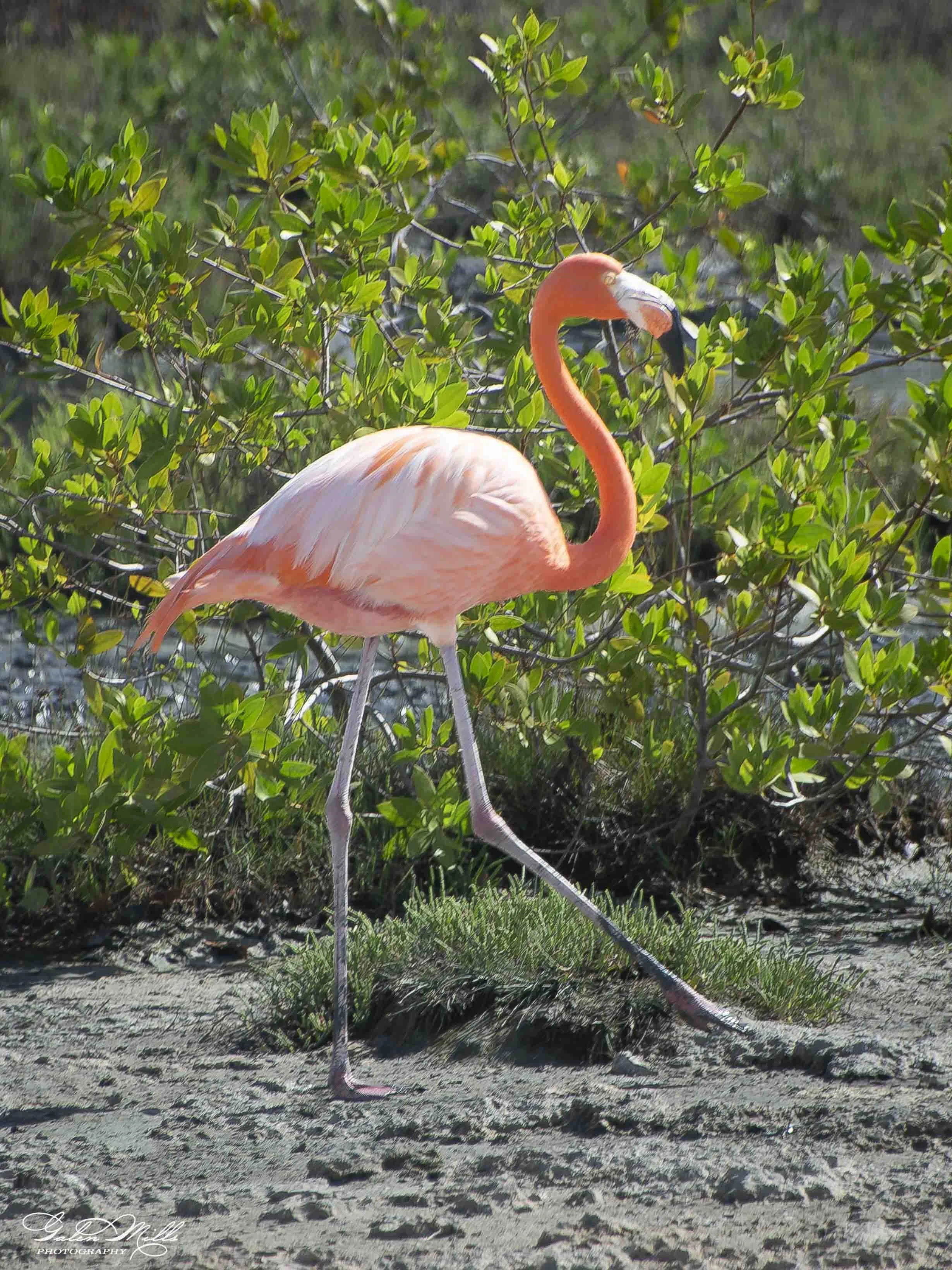 A pink flamingo standing on one leg among green bushes and grass with a shadow cast on sandy ground.