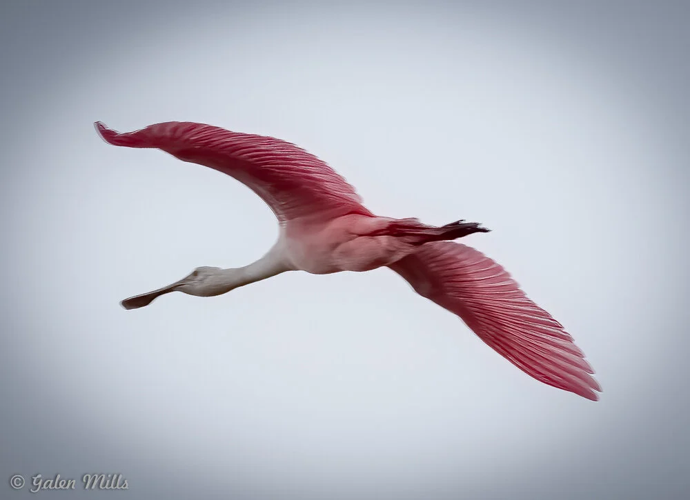 Roseate spoonbill in flight with wings outstretched against a gray sky