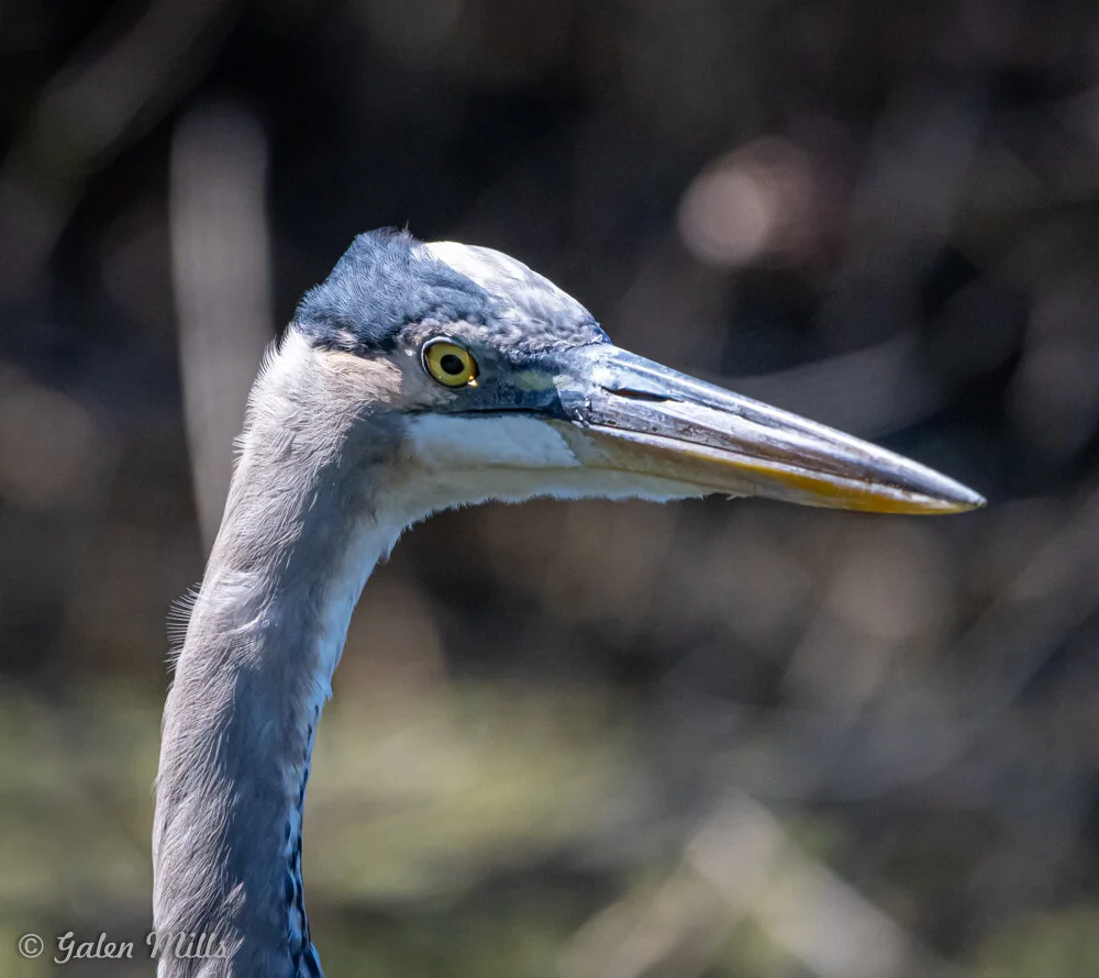 Close-up of a great blue heron with a long beak and yellow eye