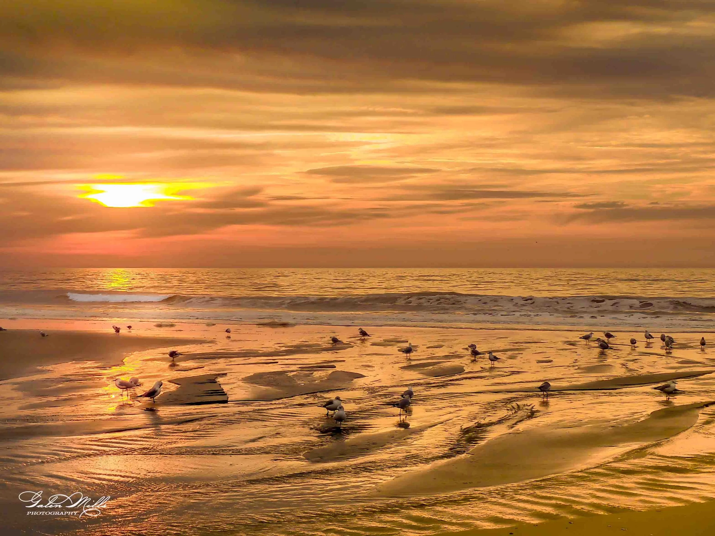 Seagulls on a wet sandy beach during a sunset with a cloudy sky and calm ocean waves.