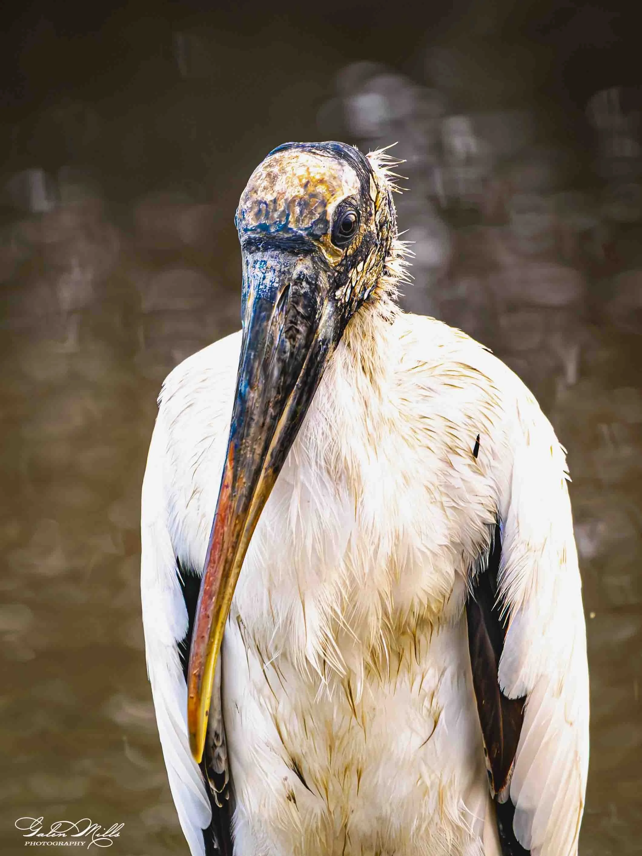 Close-up of a stork with a large beak, white and black feathers, and a distinctive head and eye, standing near water.