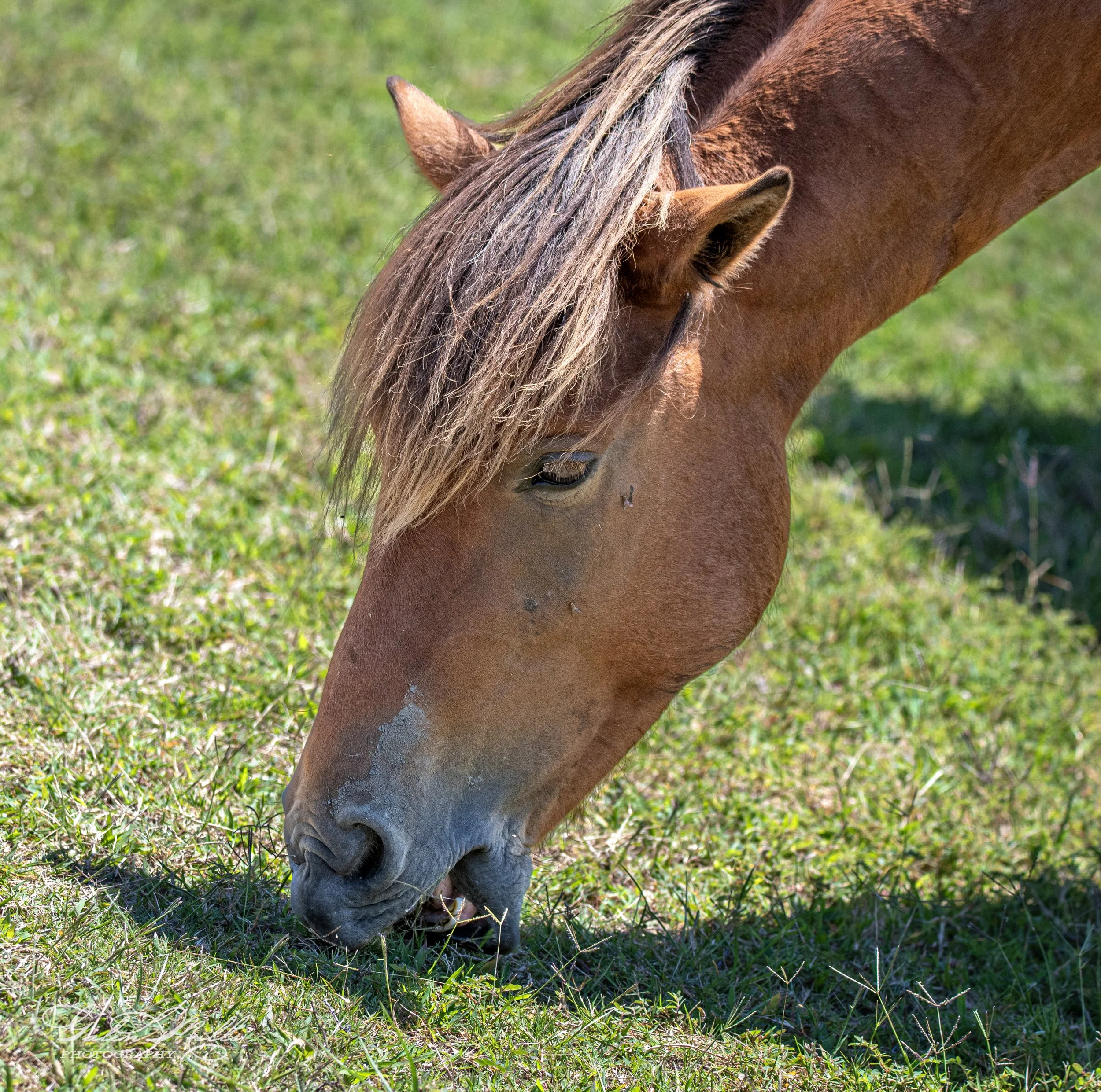 Horse grazing on green grass in a field.