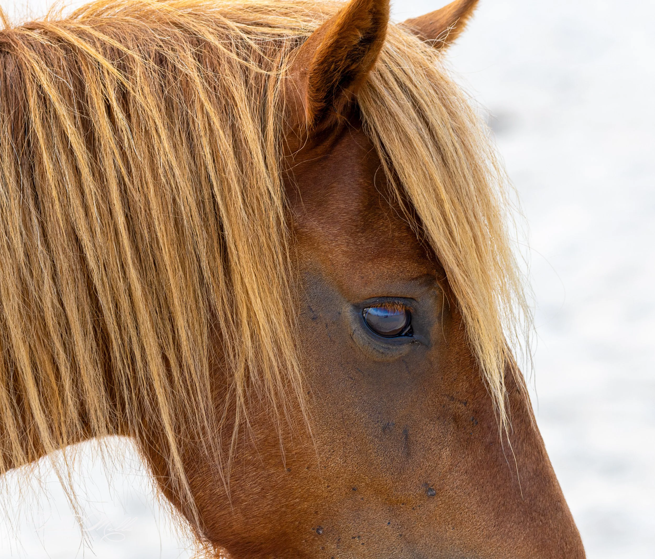 Close-up of a horse's face with a focus on its eye and long mane.
