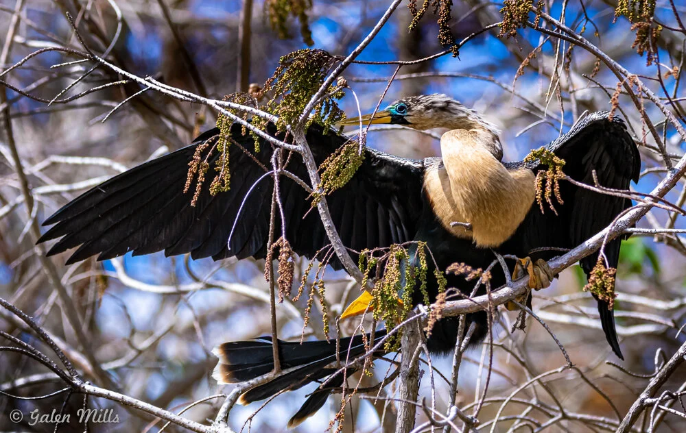 Anhinga bird perched on a tree branch with wings spread open