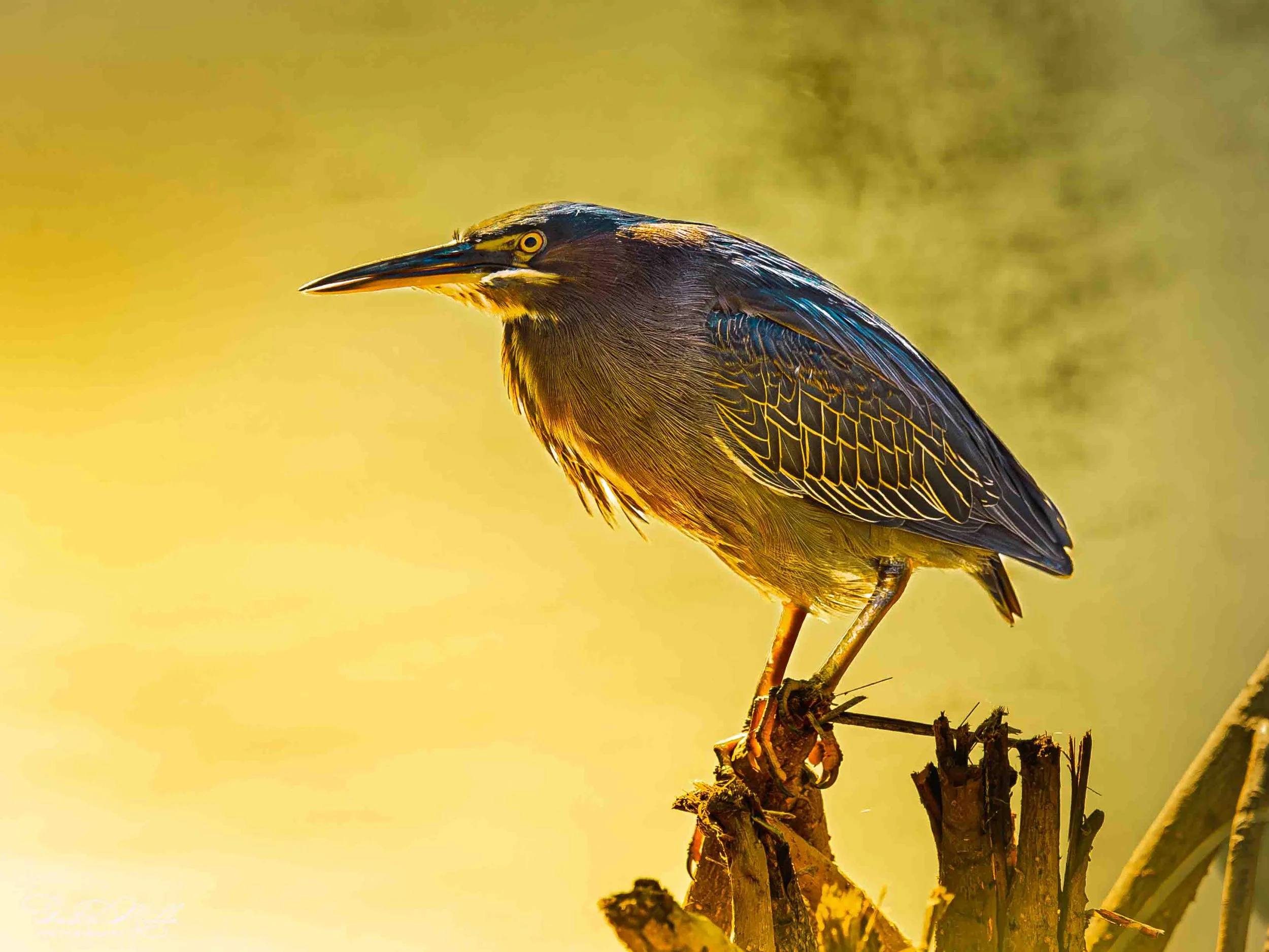 Avian Gallery-44.jpg