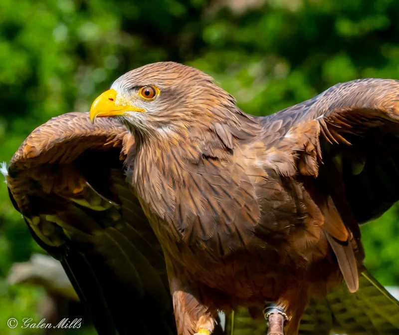 Close-up of Harris Hawk a brown eagle with wings extended, sharp yellow beak, against a green blurred background.