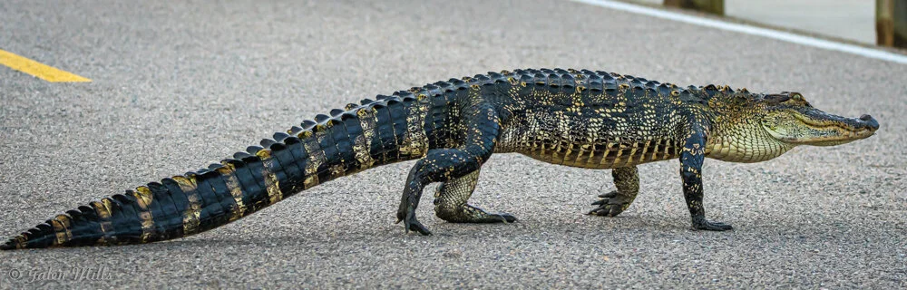 Alligator walking across an asphalt road with a yellow line.